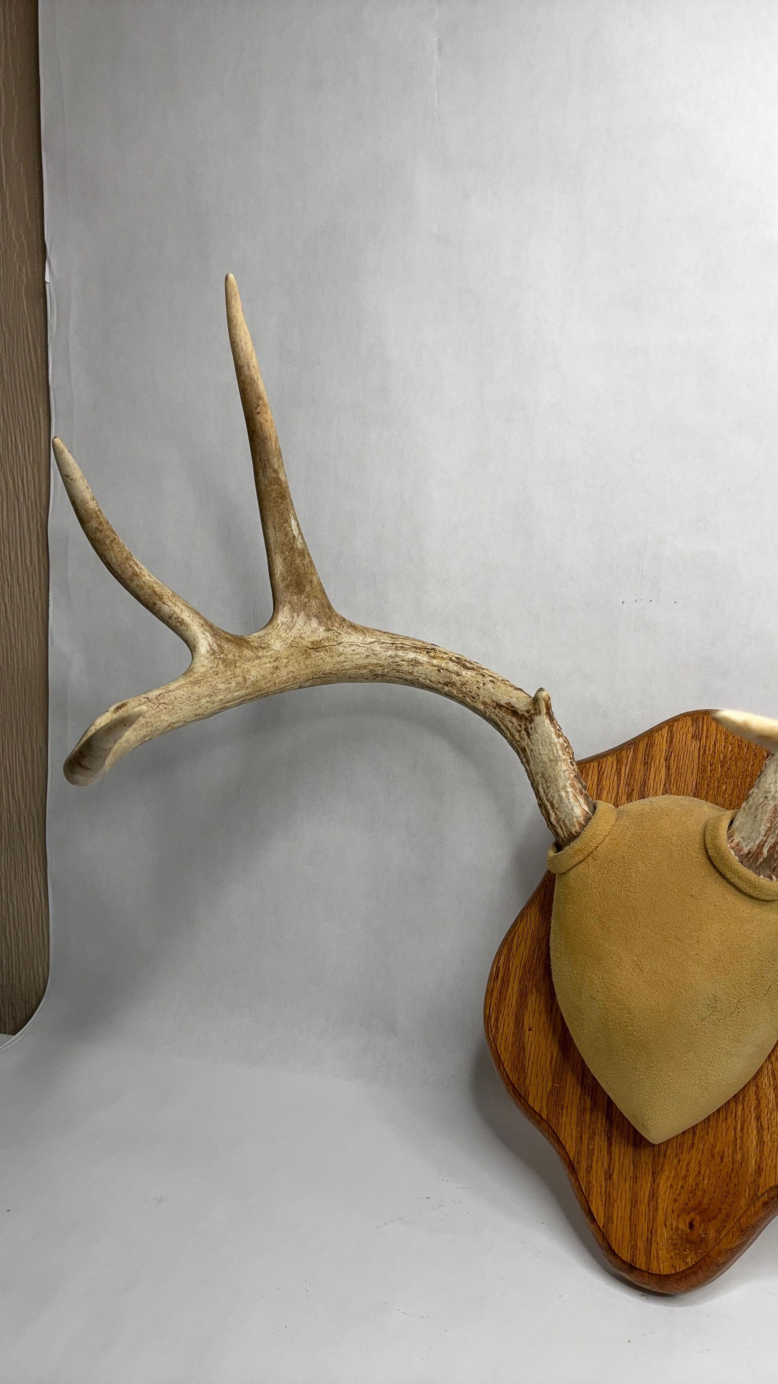 Mounted White Tail Antler Mount - 5