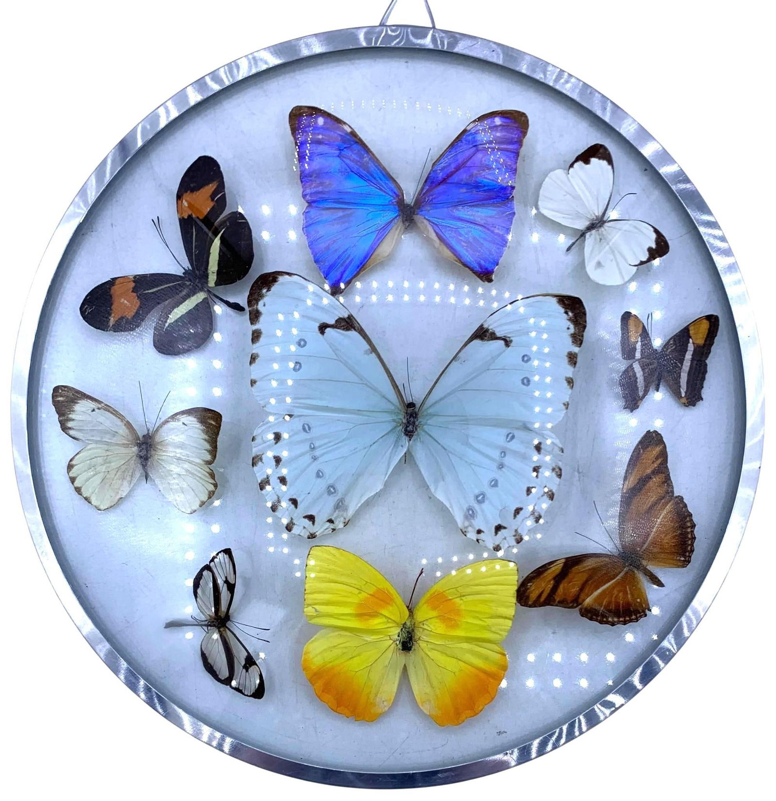 Trio of Convex Glass Framed Preserved Natural Butterfly Specimen Vignettes (1 of 18)