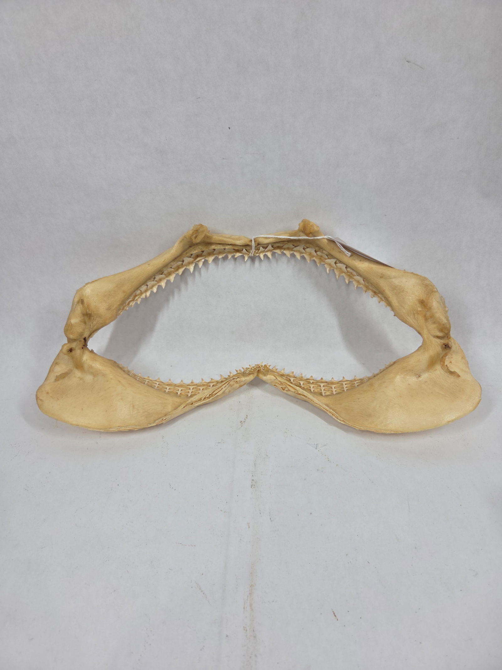 Authentic Bull or Tiger Shark Dried Jaw Complete w/ Teeth: measures 14 in. wwith teeth being VERY sharp