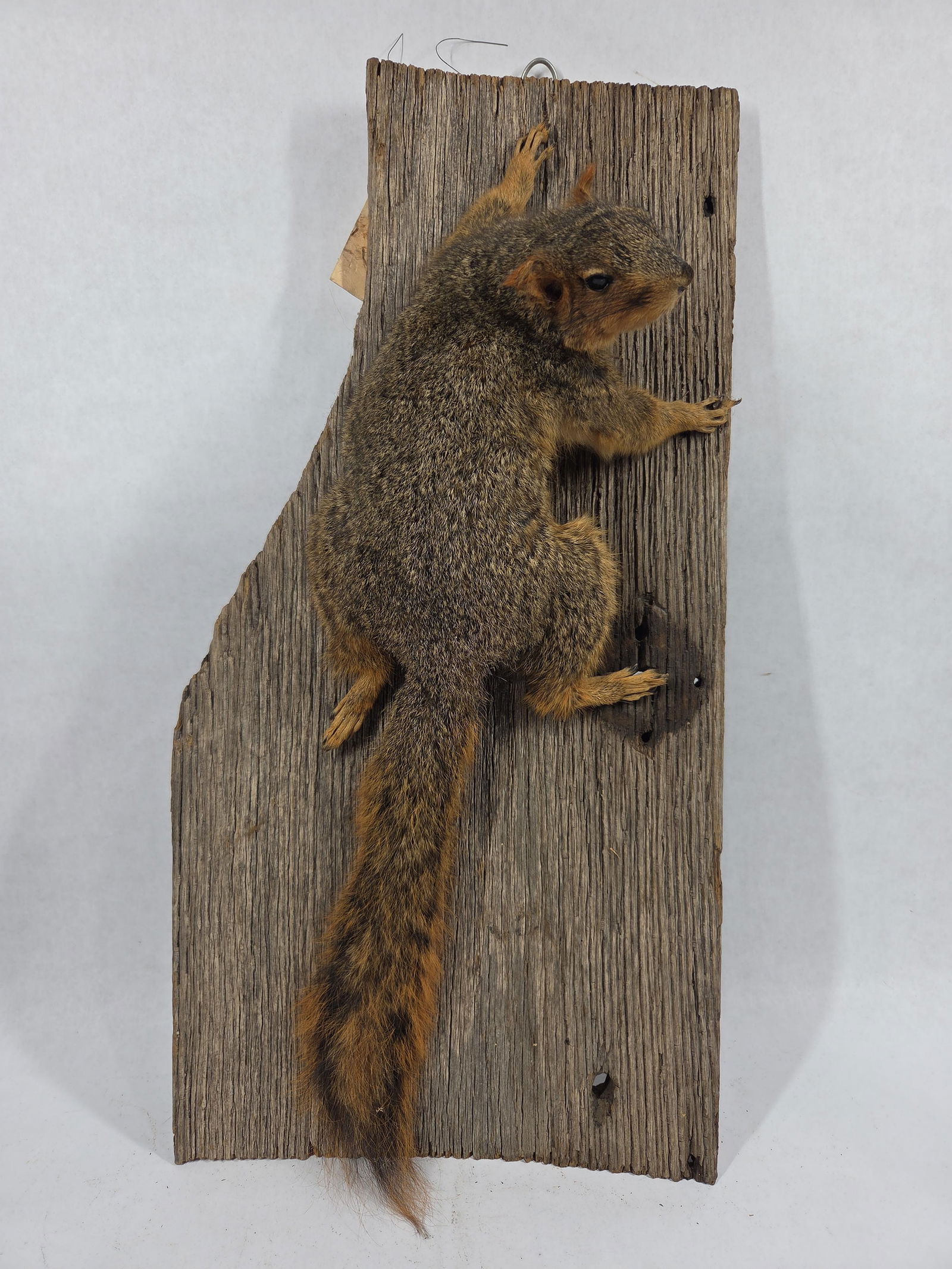 Fox Squirrel Taxidermy Mount: Great taxidermy lot showing areas of soiling due to age and display
