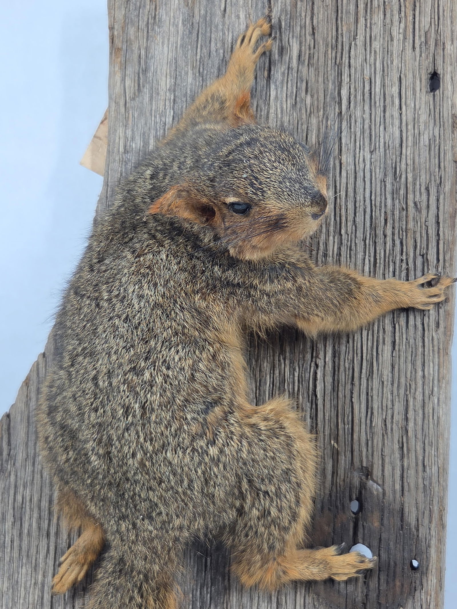 Fox Squirrel Taxidermy Mount - 2