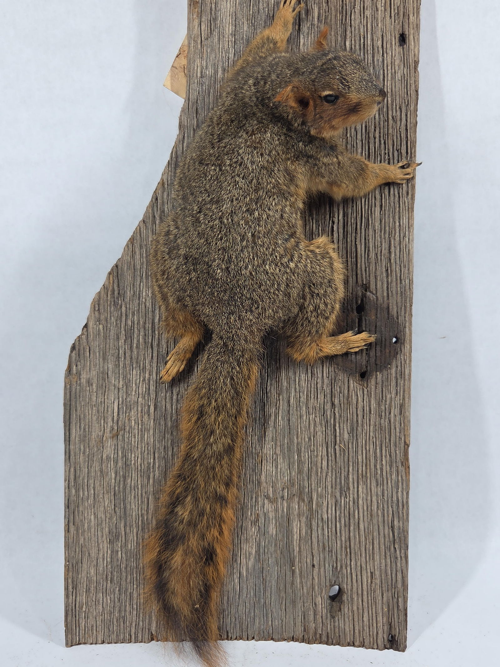Fox Squirrel Taxidermy Mount - 3