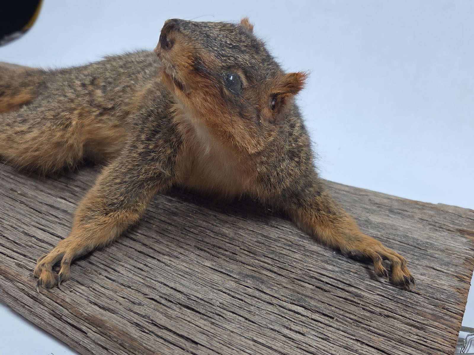 Fox Squirrel Taxidermy Mount - 4