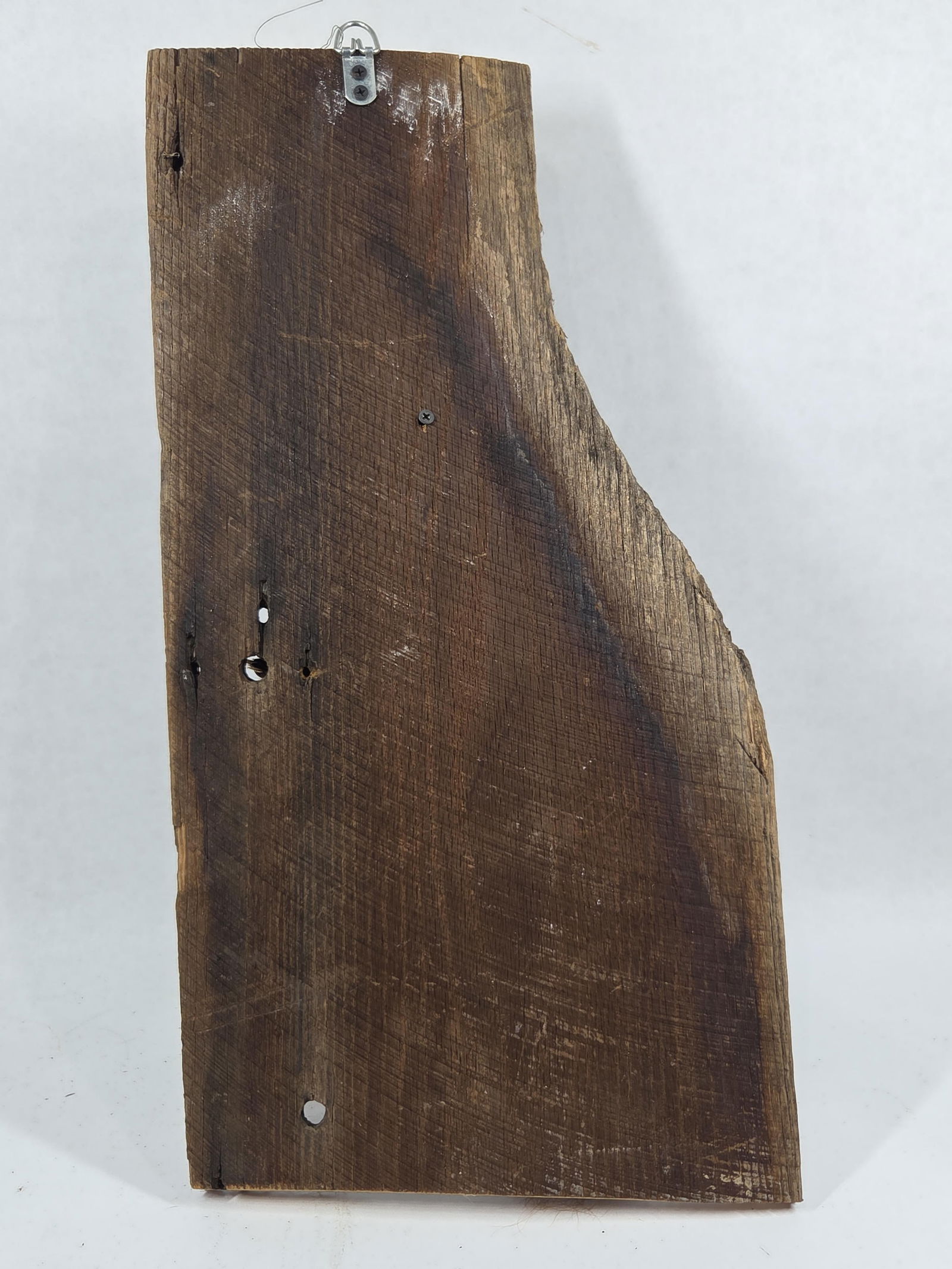 Fox Squirrel Taxidermy Mount - 5