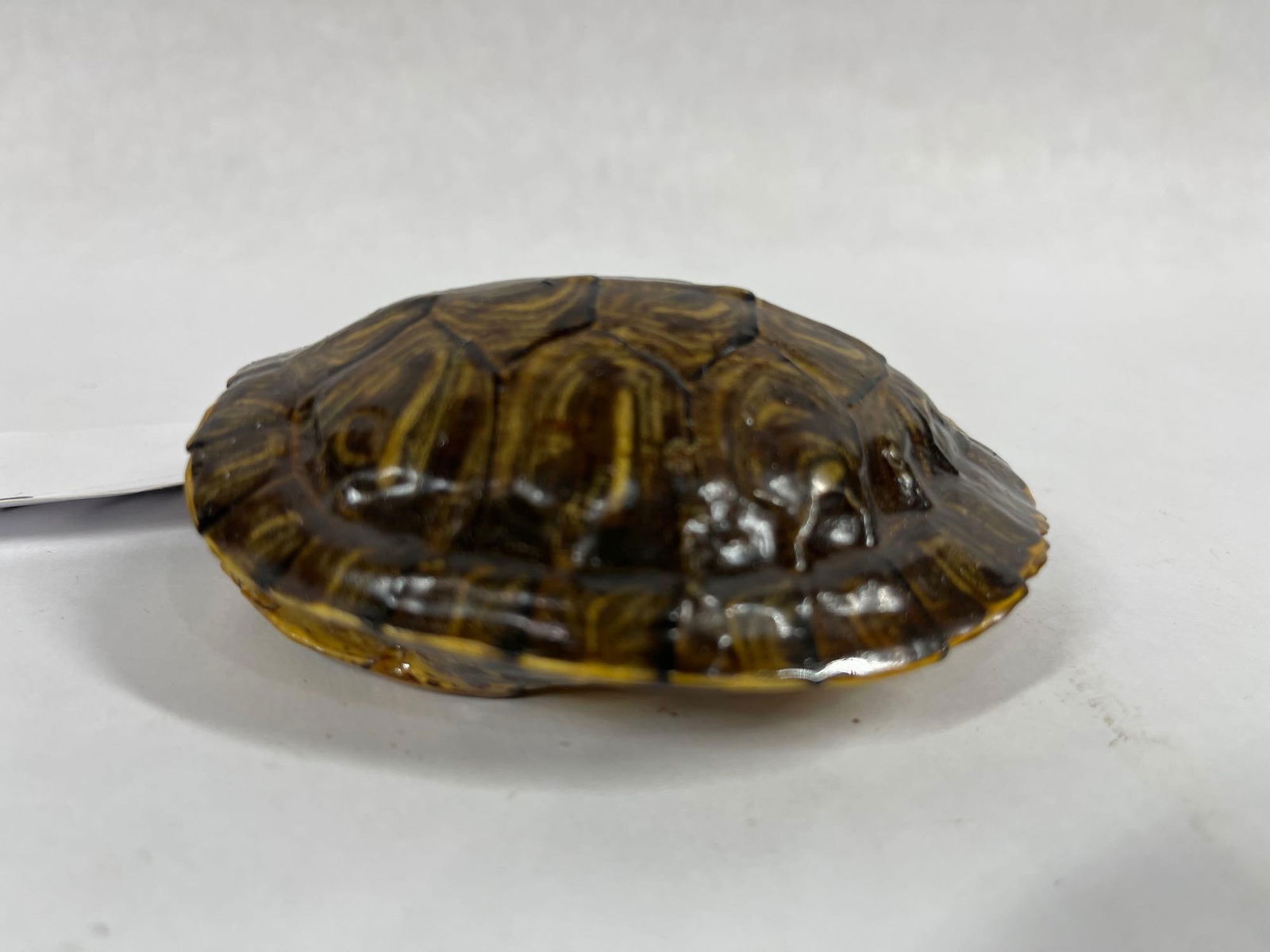 Turtle Shell Turkey Call - 2
