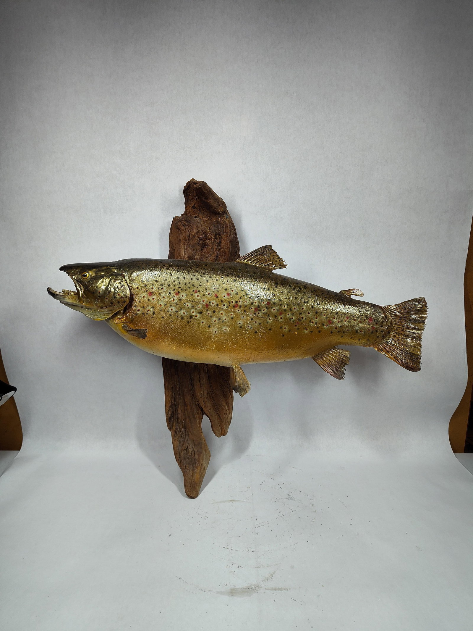 Taxidermy Salmo Trout Mount on Driftwood: Good overall condition showing minor areas of breakage to fin areas due to age 24 x 25