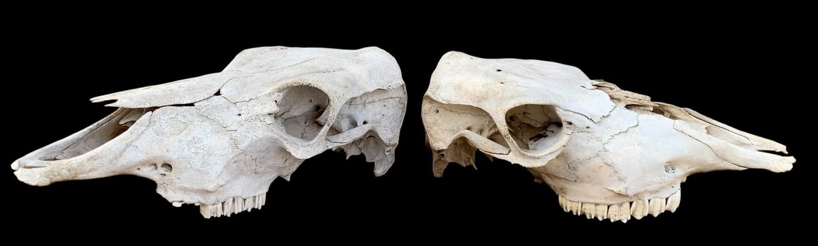 Pair of Curiosity Cabinet Cow Skull Specimens (1 of 5)