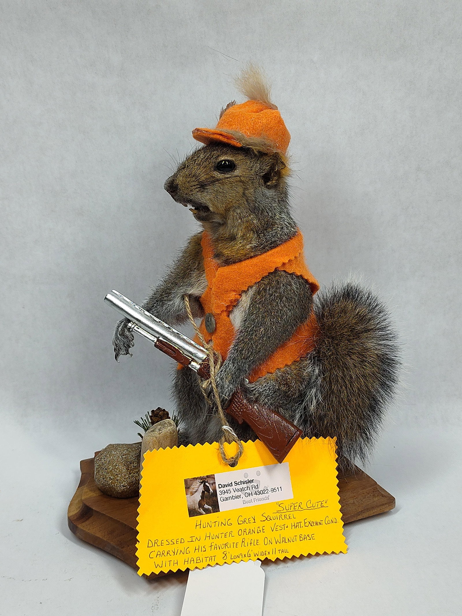 Super Cute Hunting Grey Squirrel Taxidermy: Nicely done squirrel dressed in hunter orange vest and hat, carrying his favorite rifle. On walnut base with habitat. 8in long 6in wide 11in tall.