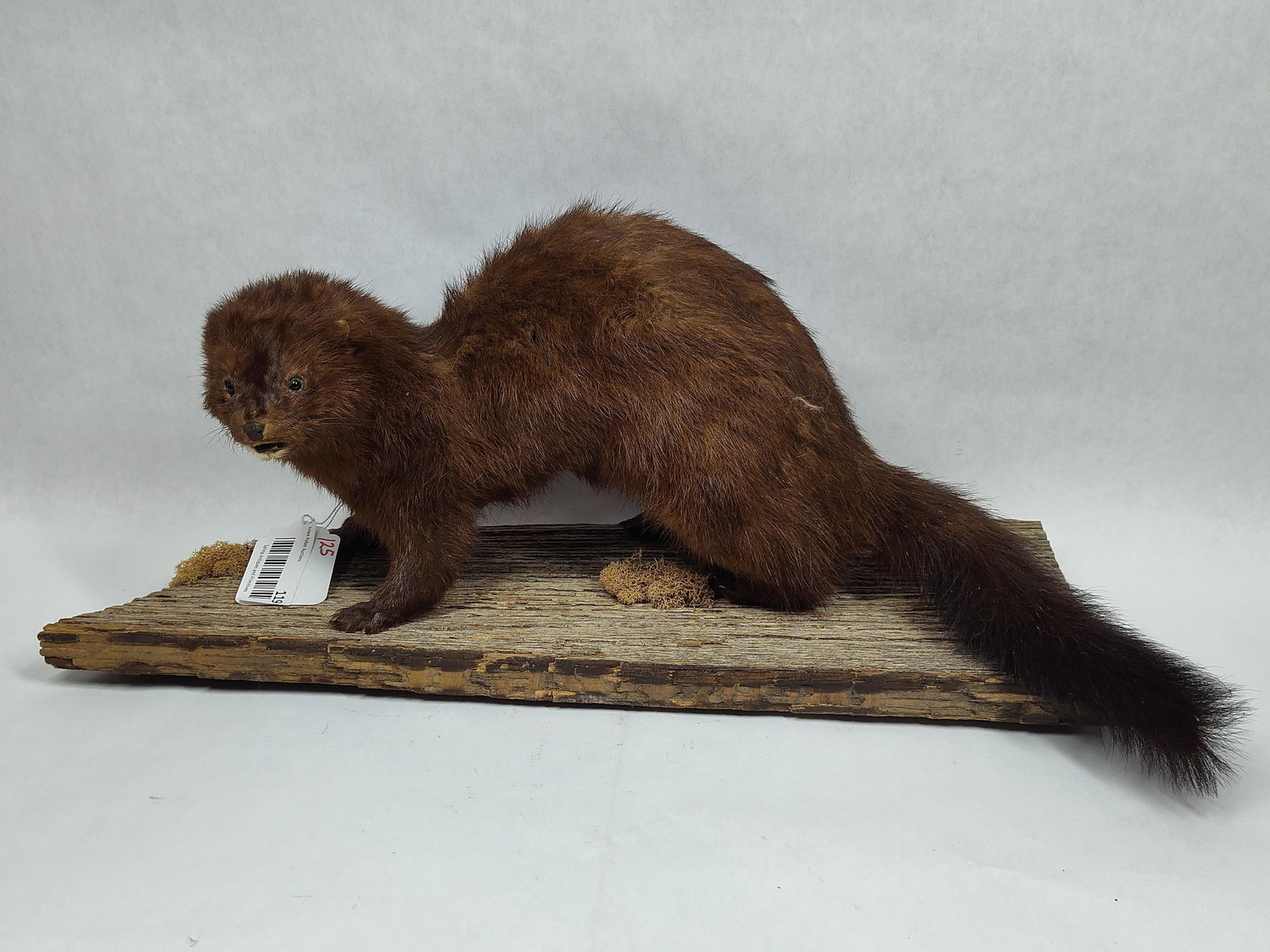 Taxidermy American Mink Full Body Mount: Mounted on rustic barn wood. 18.5in long.