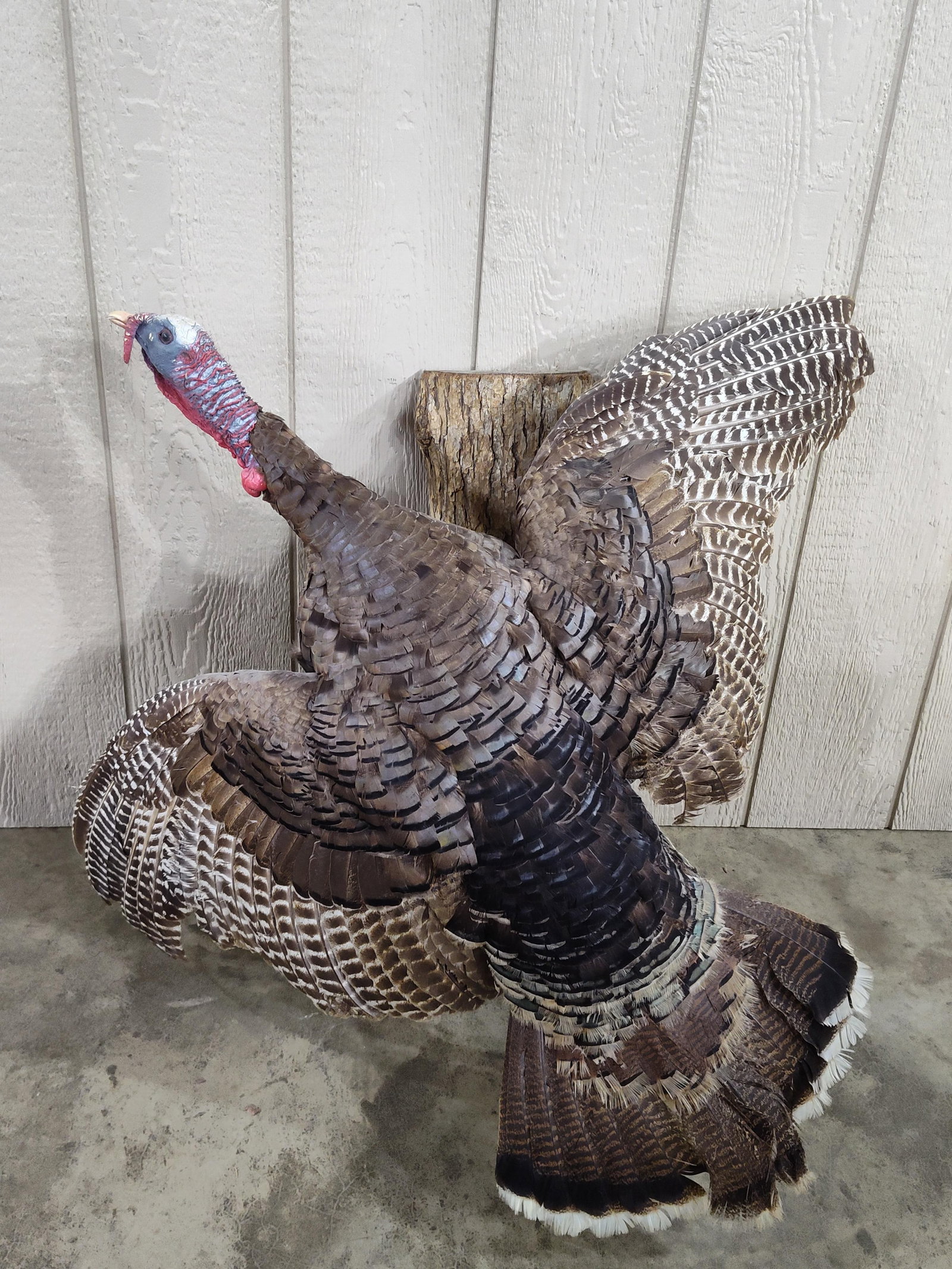 Turkey in Flight Full Body Taxidermy: Nice condition!