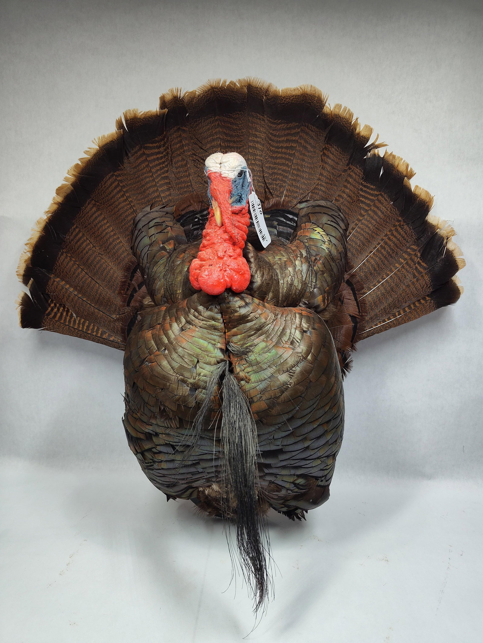 Taxidermy Half Turkey Mount (1 of 6)