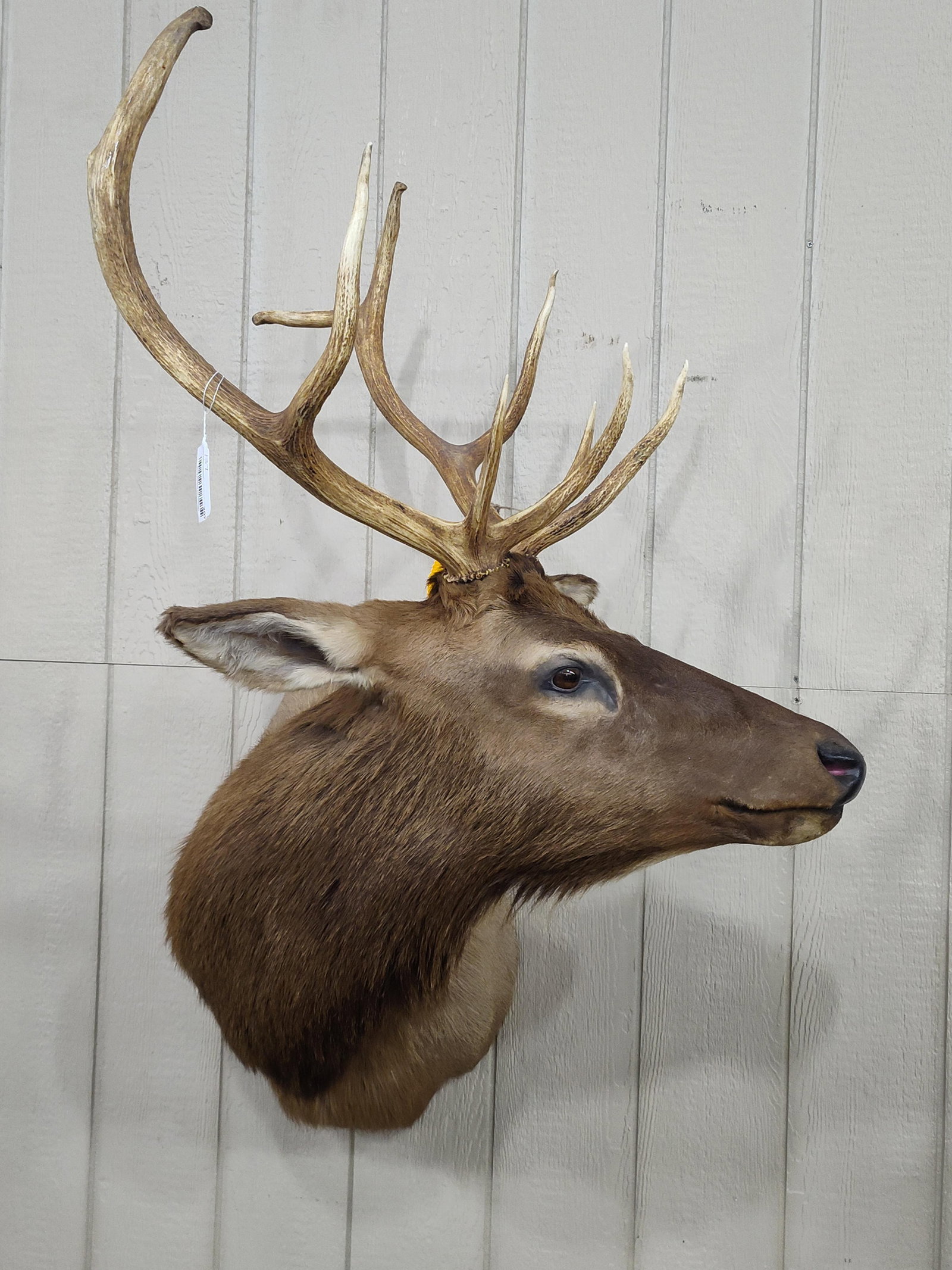 Rocky Mountain Elk Shoulder Mount Taxidermy: In nice clean condition!
