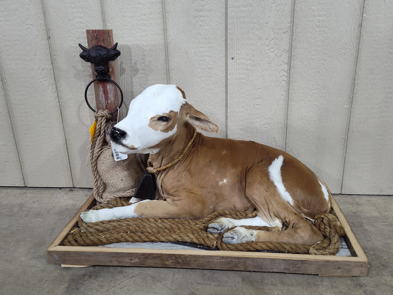Taxidermy Guernsey Baby Calf Full Body Mount: Shows a small hole on rump in back side but overall is a nice clean mount! Frame is 31.5in long 17in wide. "Super Cute"!! With vintage barn rope and barn wood base.