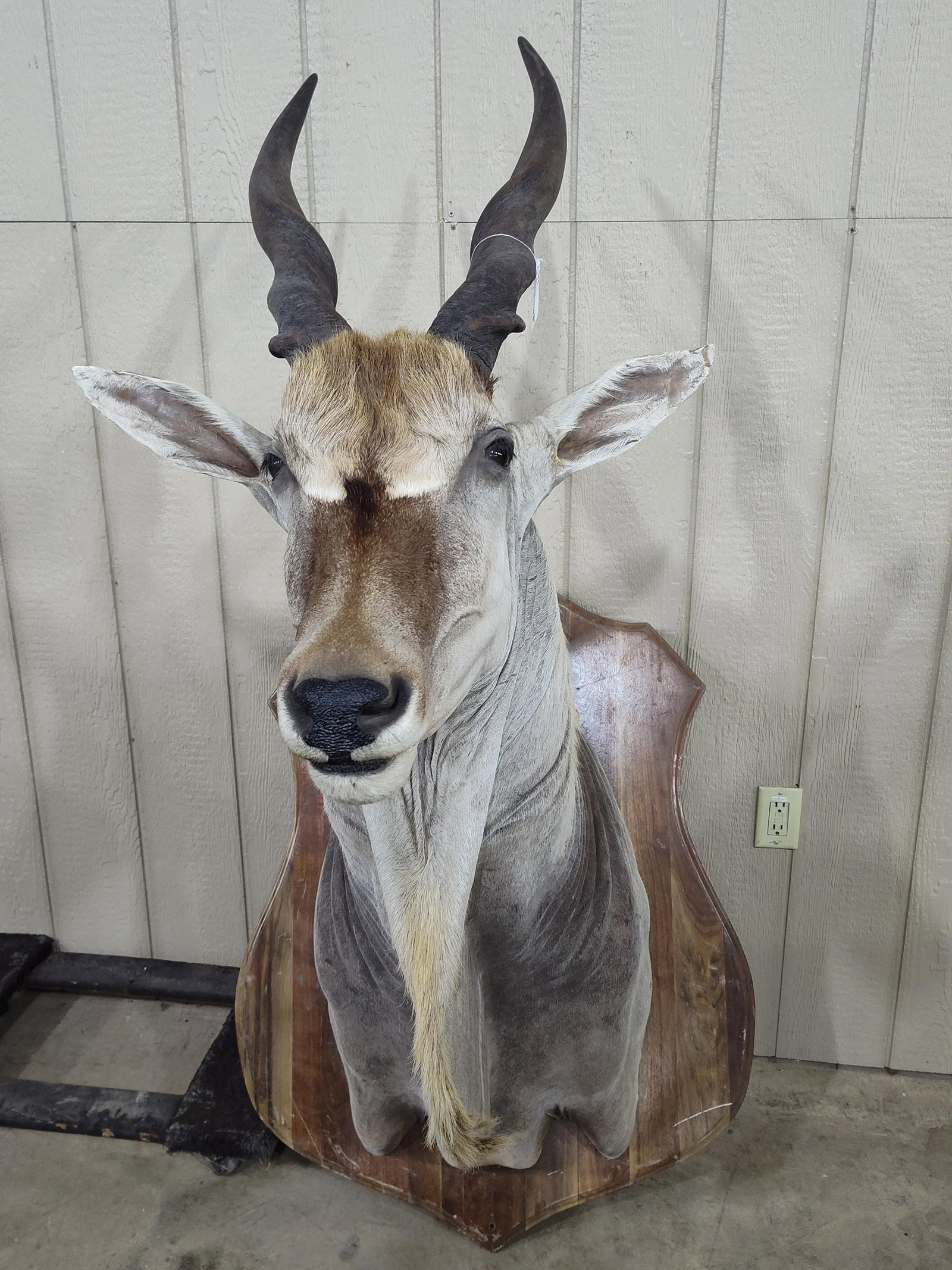 African Eland Shoulder Mount Taxidermy: In good condition!