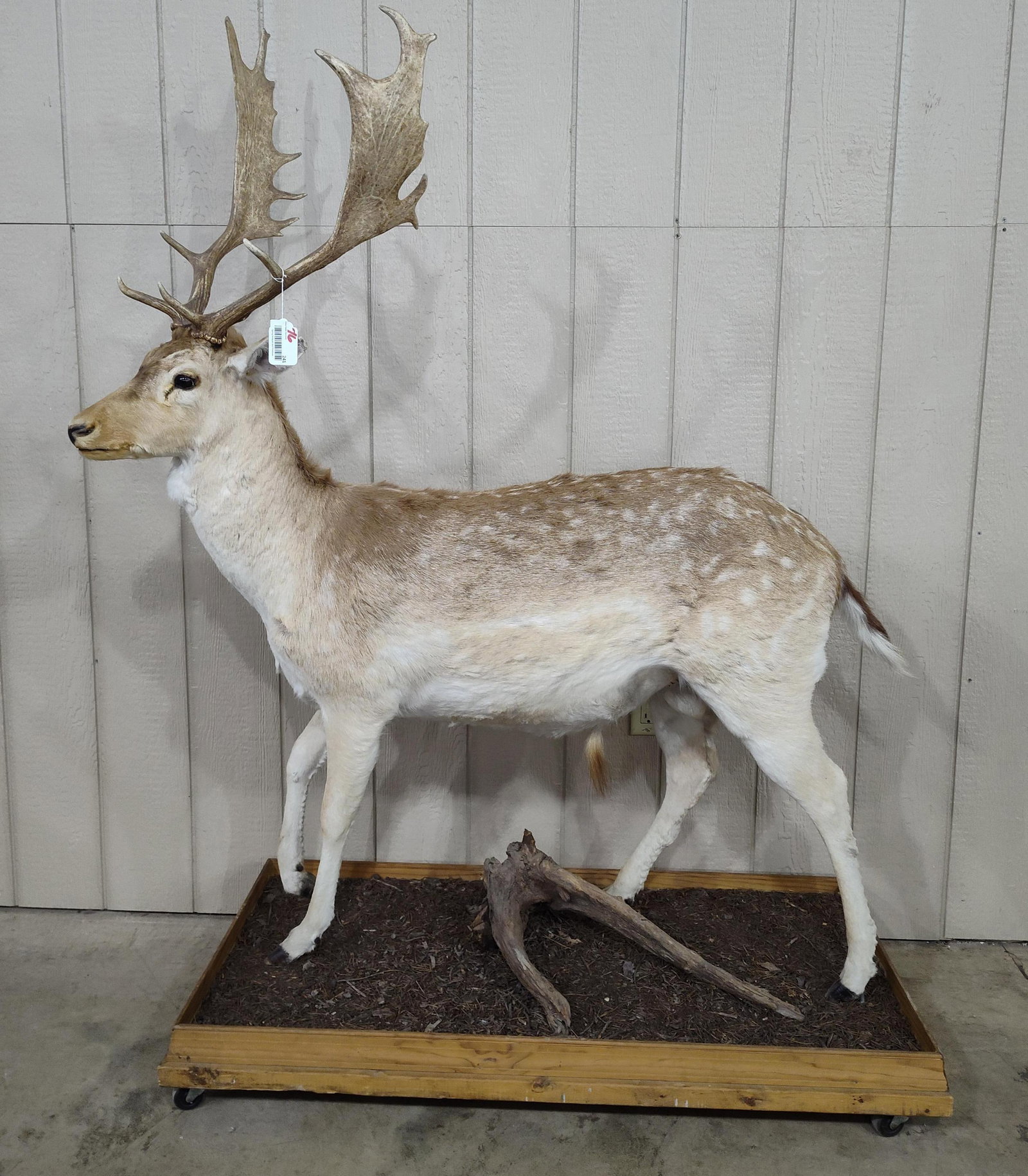 Taxidermy Full Body Fallow Deer on Habitat base w/casters: Shows some condition around nose but overall is in nice condition!