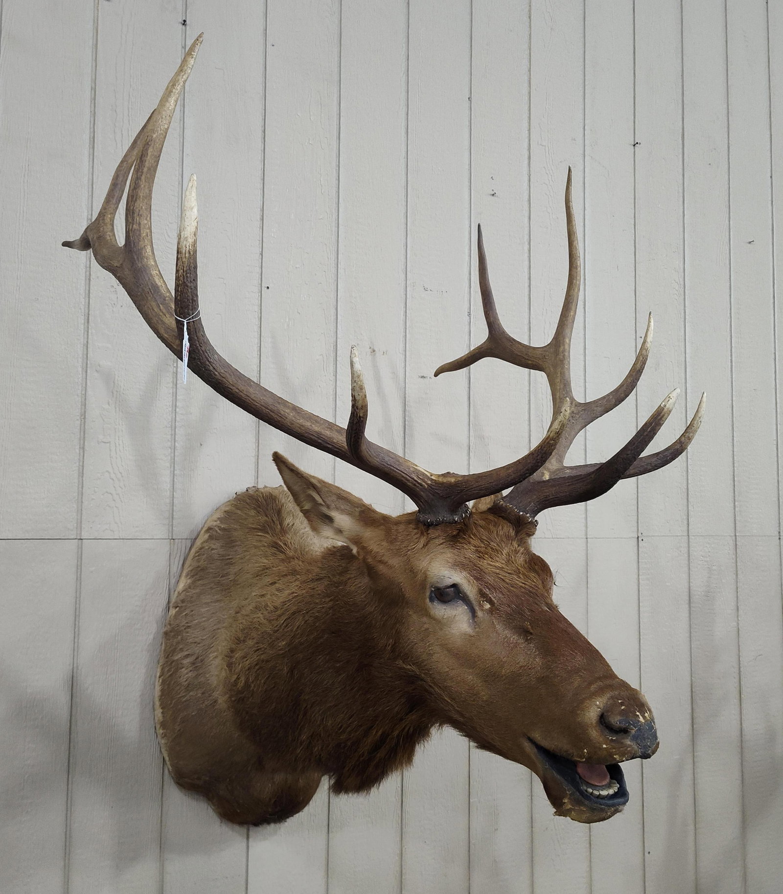 Taxidermy North American Elk shoulder mount: Shows areas of wear around mouth and nose, also around back of cape and has a significant tear on back of shoulder but has a great set of 6x6 antlers. 38in wide.