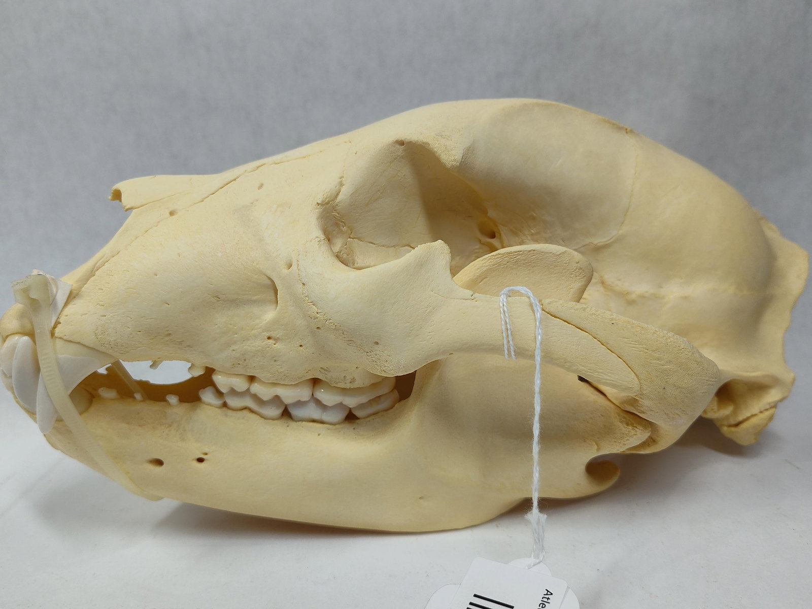 Taxidermy Black Bear Skull: Great clean condition!! 11in long.