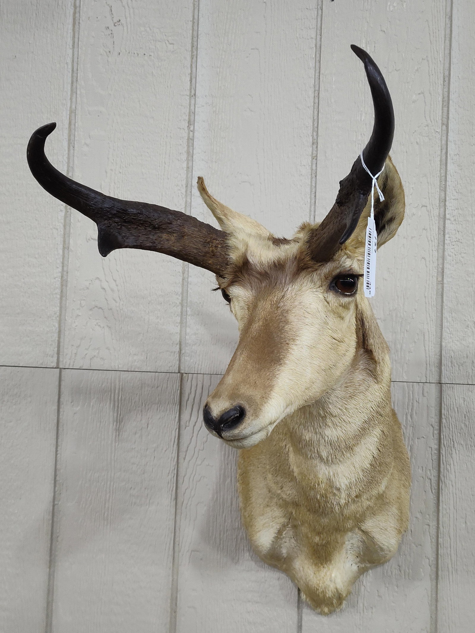 Wyoming Pronghorn Antelope Taxidermy Shoulder Mount (1 of 6)