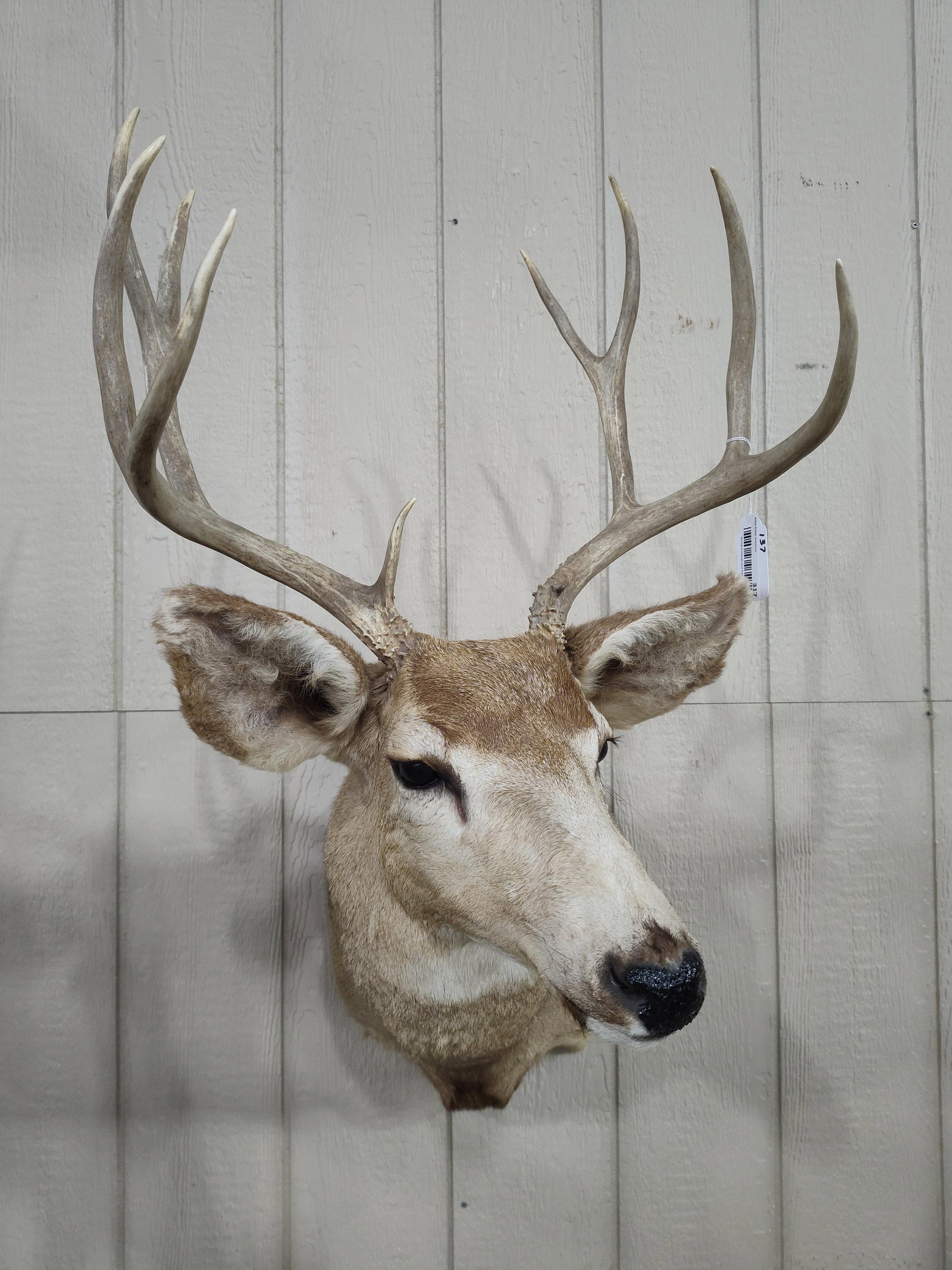 Montana 10pt Mule Deer Taxidermy Shoulder Mount (1 of 5)