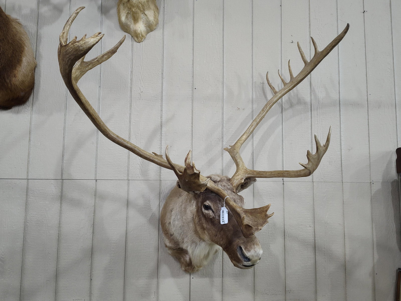 Outstanding 32pt Trophy Alaskan Caribou Taxidermy Shoulder Mount: Although this has only one eye guard, with super heavy main beams and excellent tops!! Super wide, super heavy and 32 points!! Great taxidermy and overall in great condition! 53in wide!!