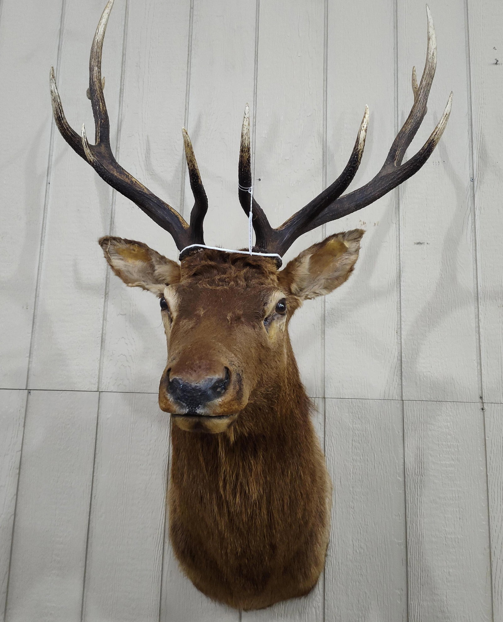 North American Elk shoulder mount Taxidermy: Shows minor age to ears but overall is good and a nice 5x5! Approximately 33in wide.