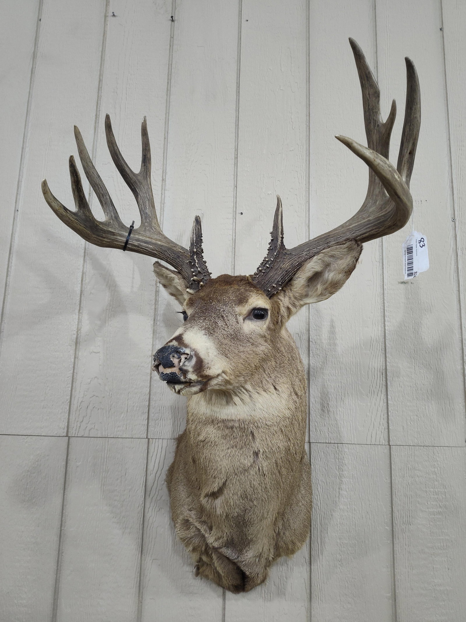 Large North American Whitetail shoulder mount Taxidermy: Huge 11pt Whitetail!! Shows wear to nose and under jaw but has a beautiful set of antlers!! 25in wide.