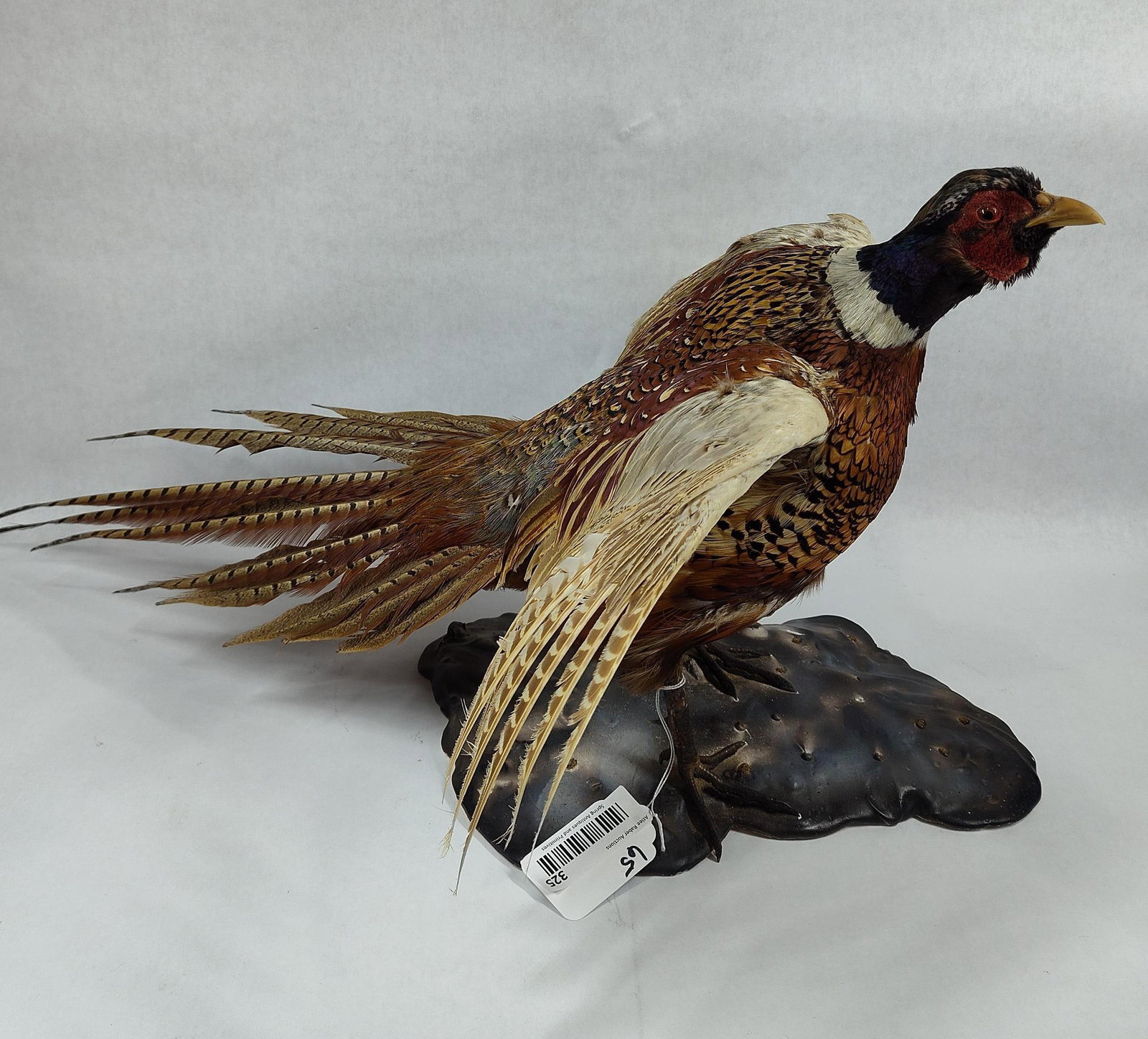 Taxidermy Pheasant in Flight: Appears to be in good condition!