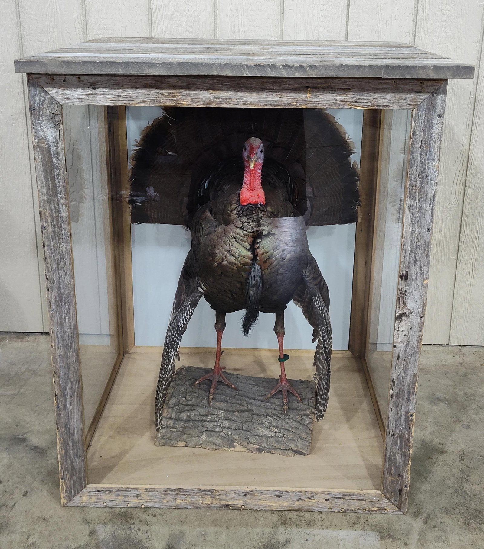 Taxidermy Full Body Mount Turkey in showcase: Beautiful full body North American bearded Turkey in rustic showcase. Appears to be in great condition! Showcase is 34in wide 30in deep 41in tall.