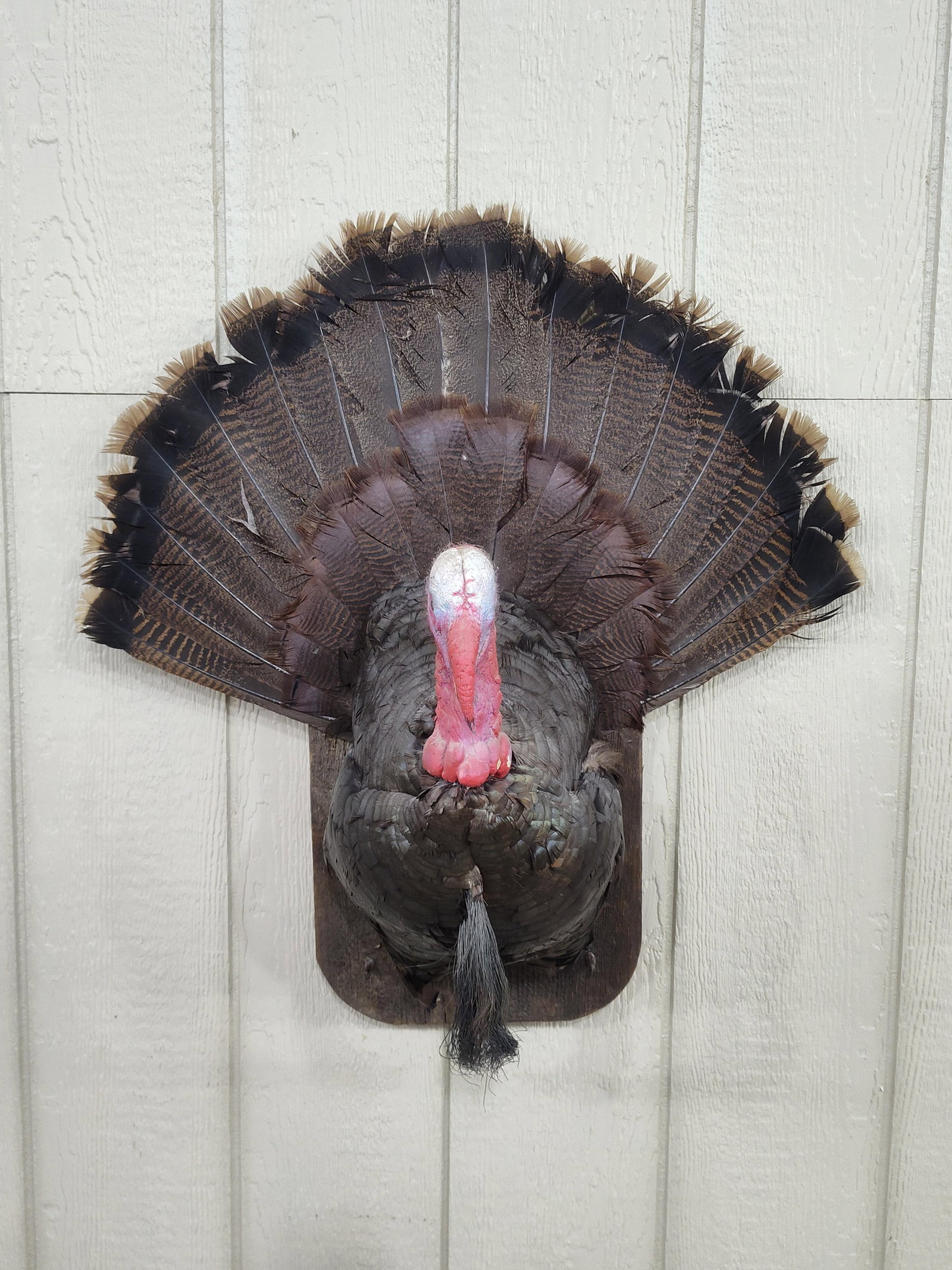 Taxidermy Half Body Turkey Mount (1 of 4)