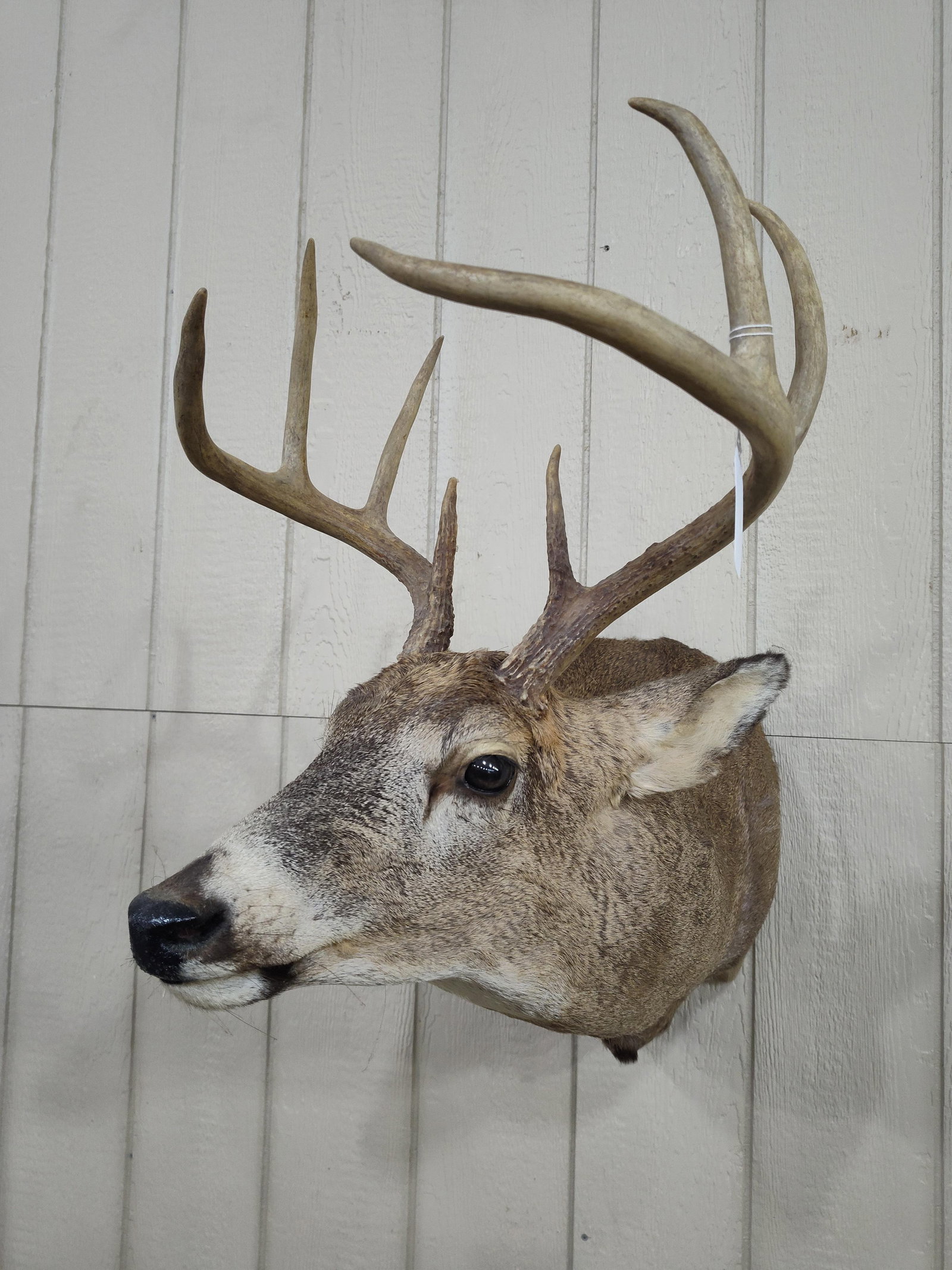 North American Whitetail 8pt Shoulder Mount: Nice condition! 16in wide.