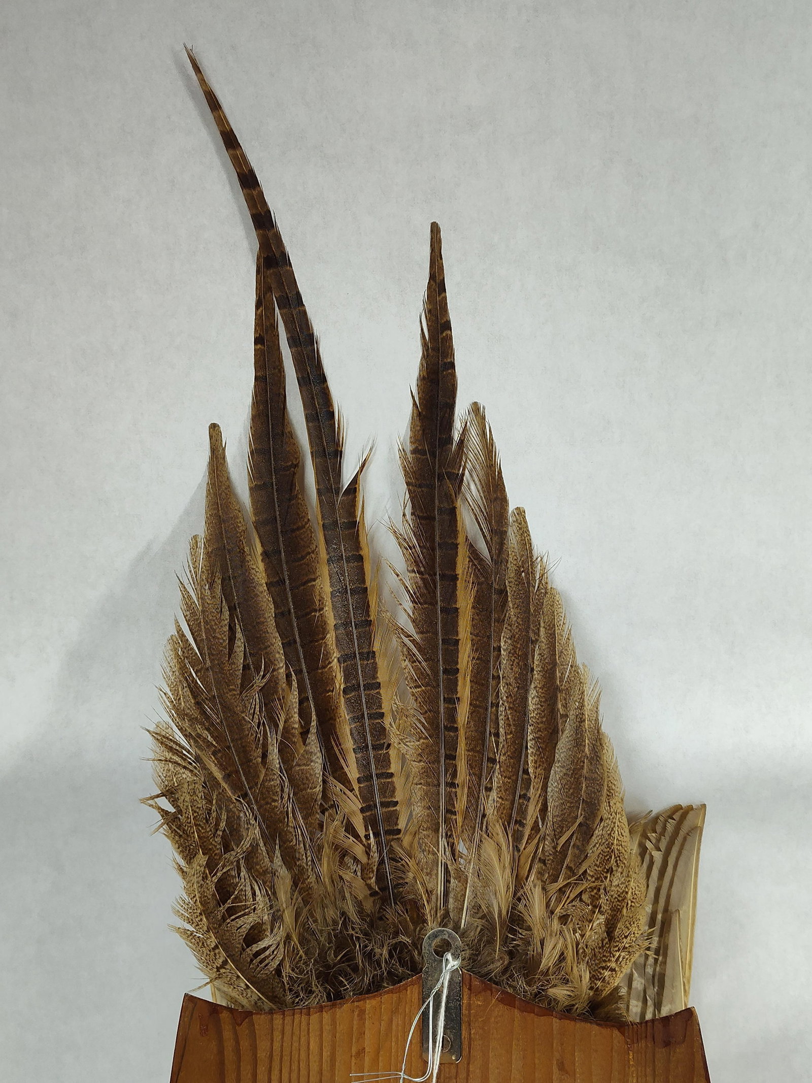 Taxidermy Pheasant - 10
