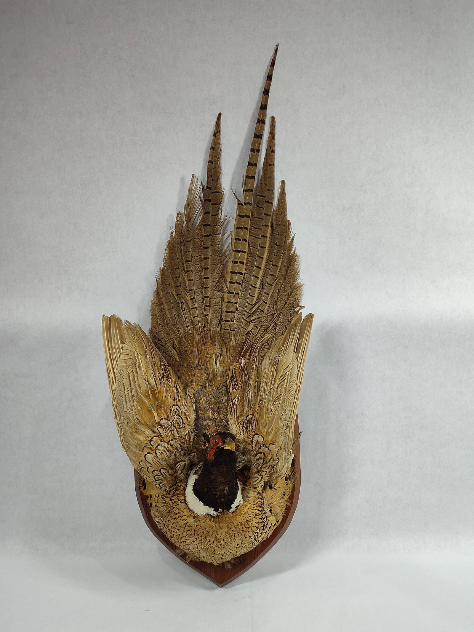 Taxidermy Pheasant: .
