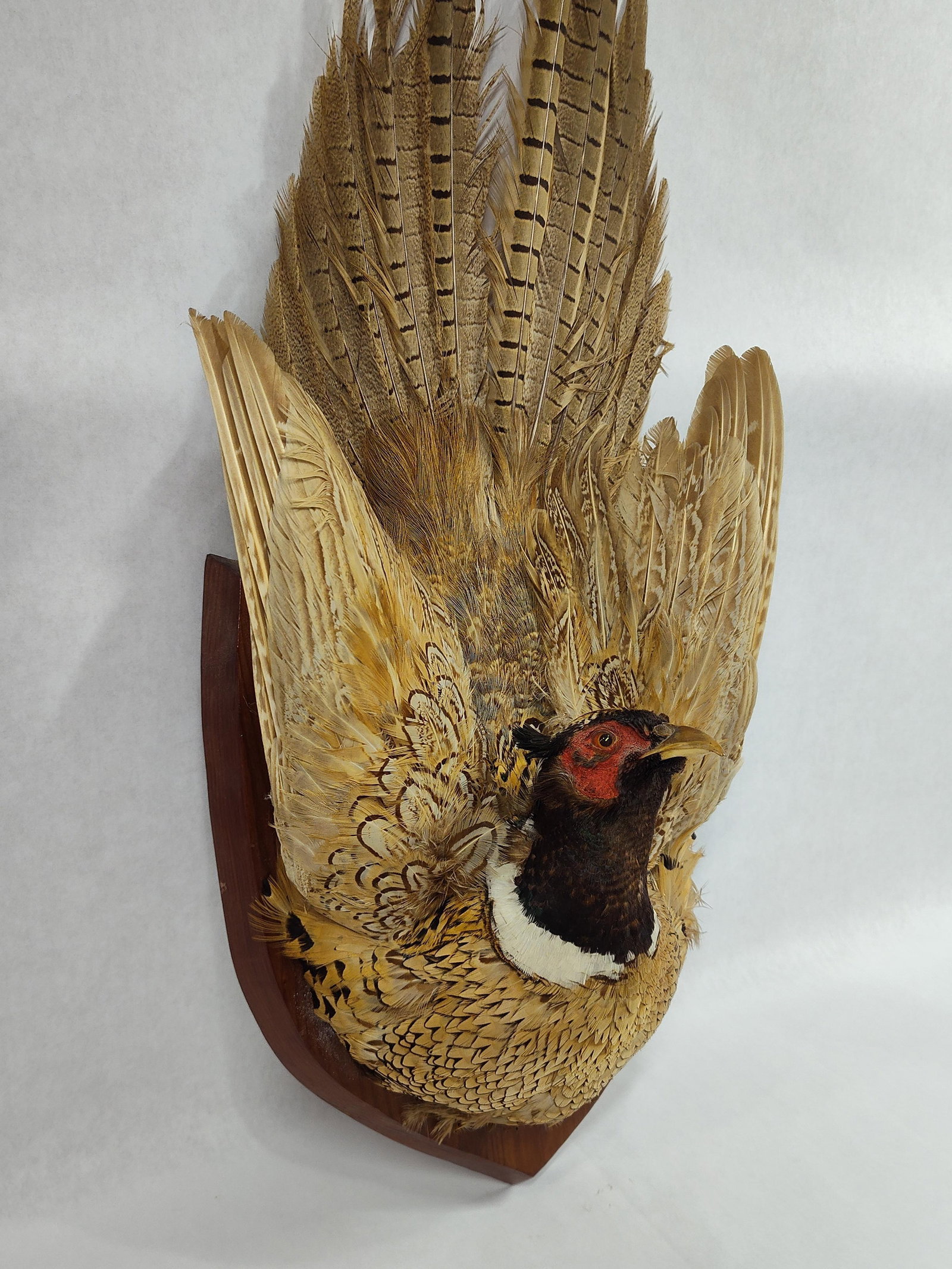 Taxidermy Pheasant - 2