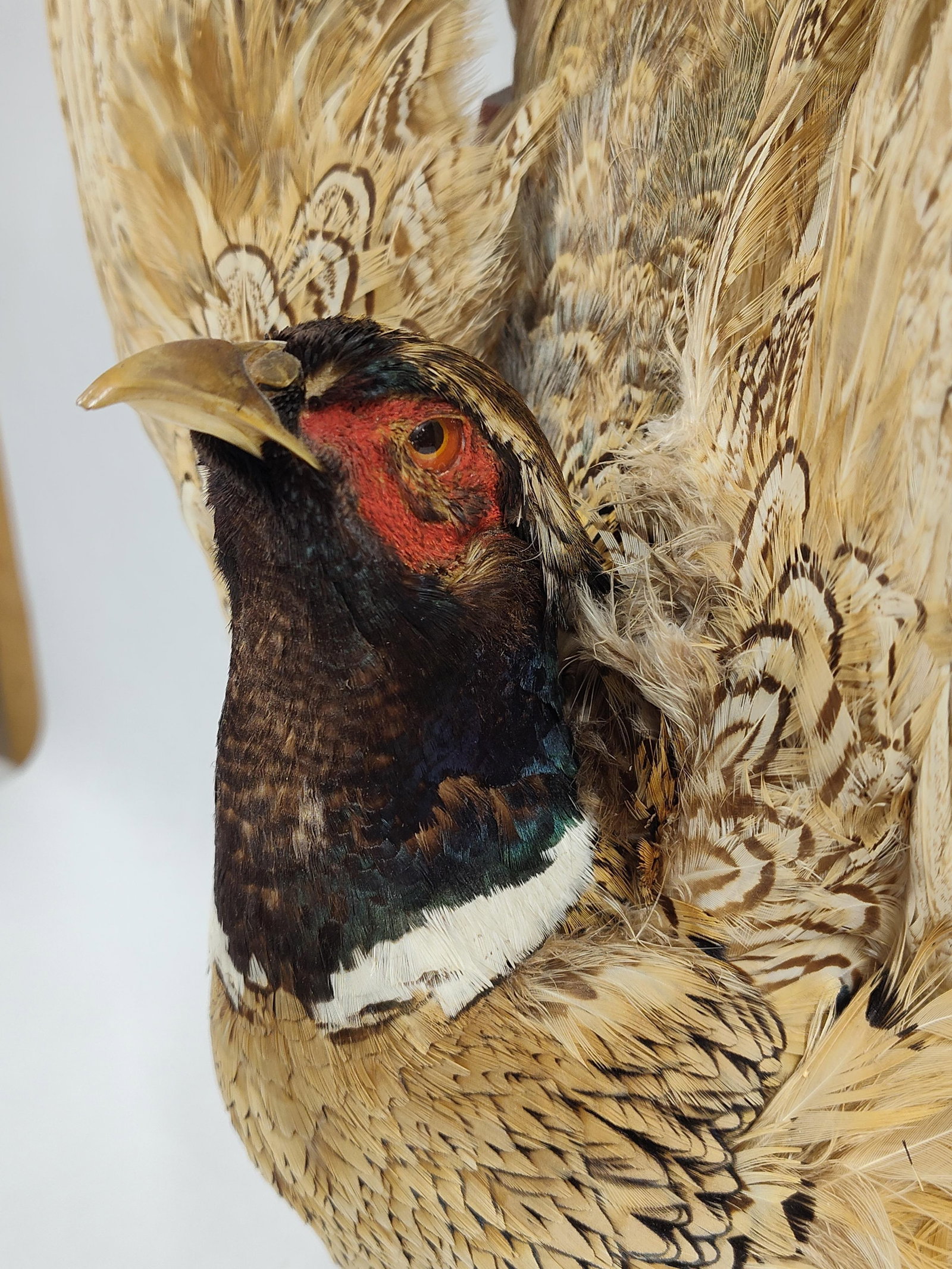 Taxidermy Pheasant - 3