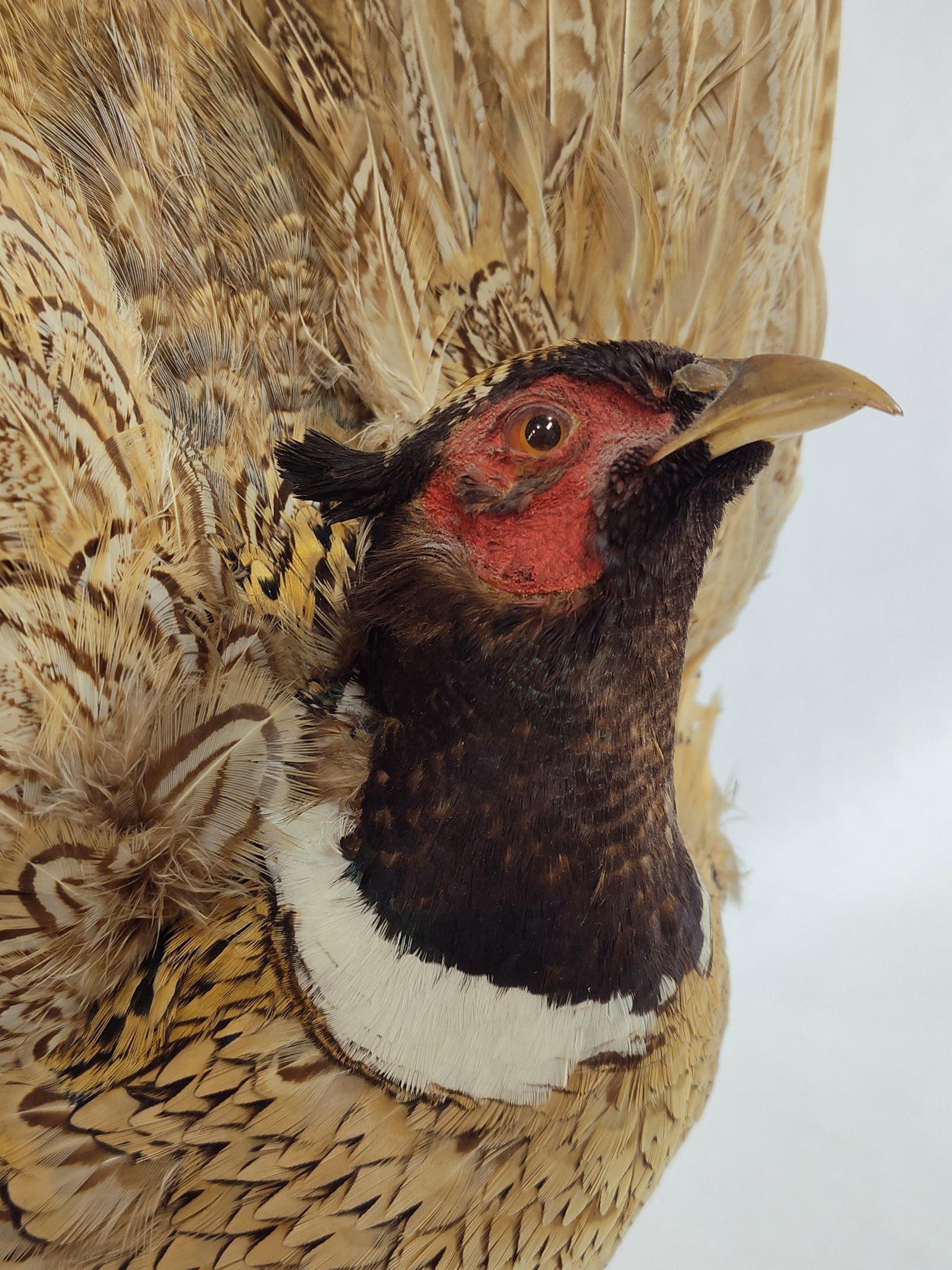 Taxidermy Pheasant - 4