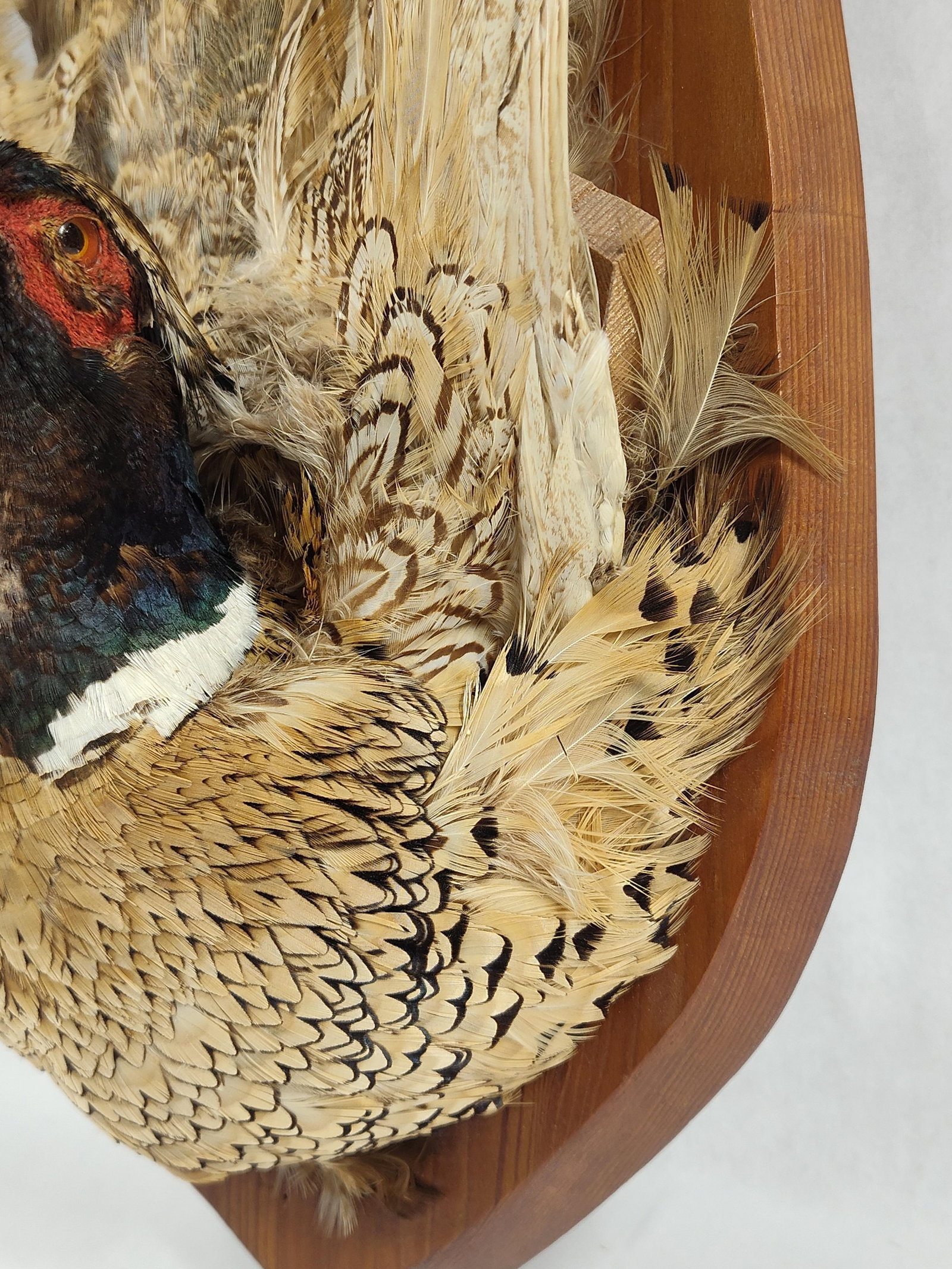 Taxidermy Pheasant - 5