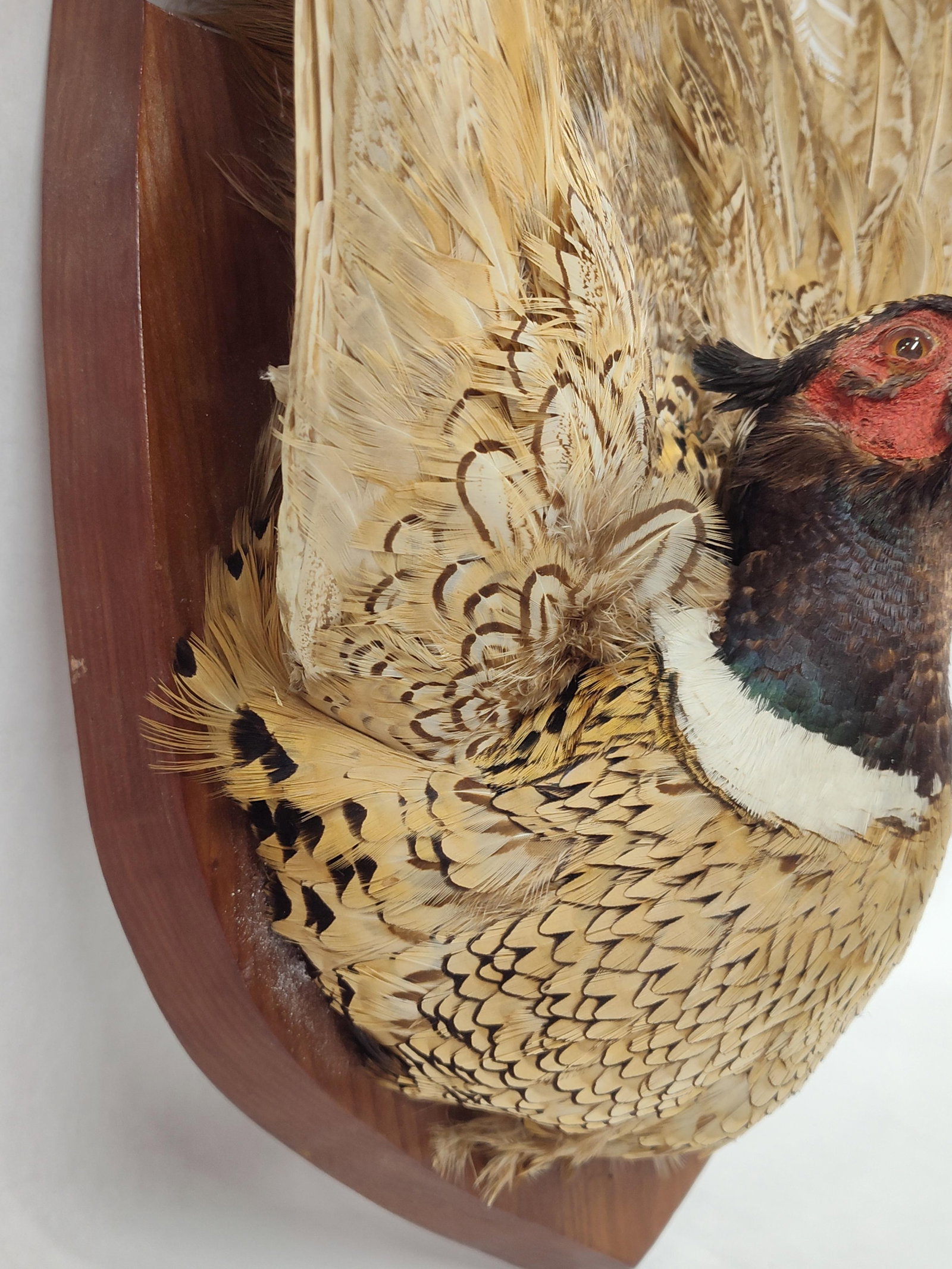 Taxidermy Pheasant - 6