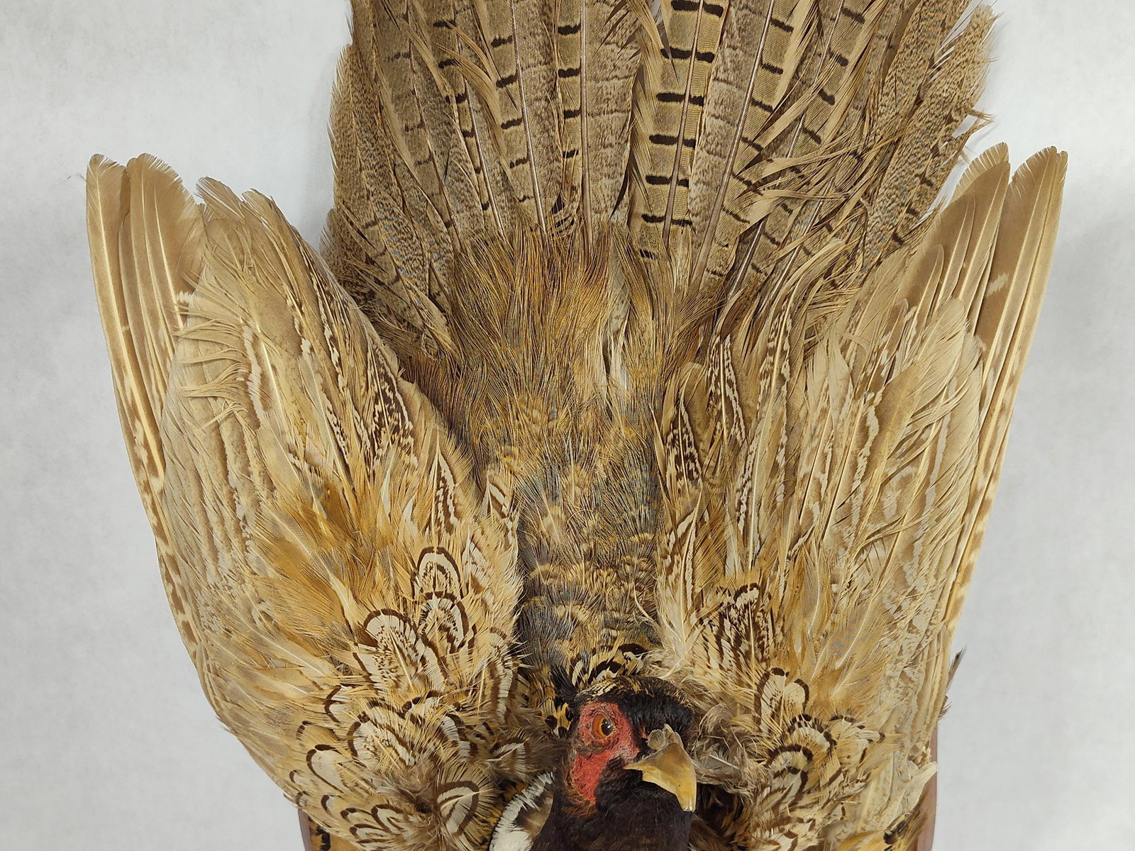 Taxidermy Pheasant - 7