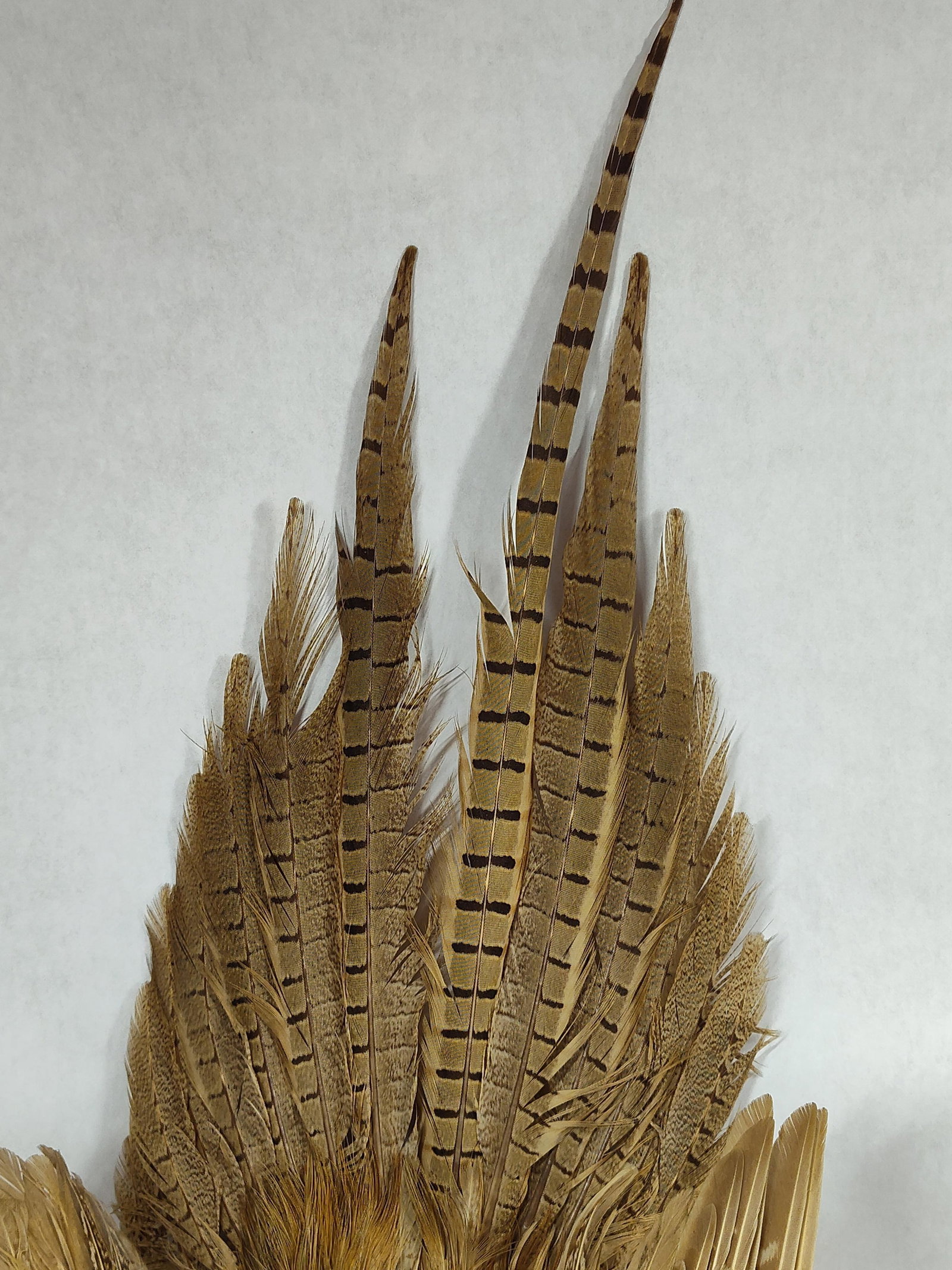 Taxidermy Pheasant - 8