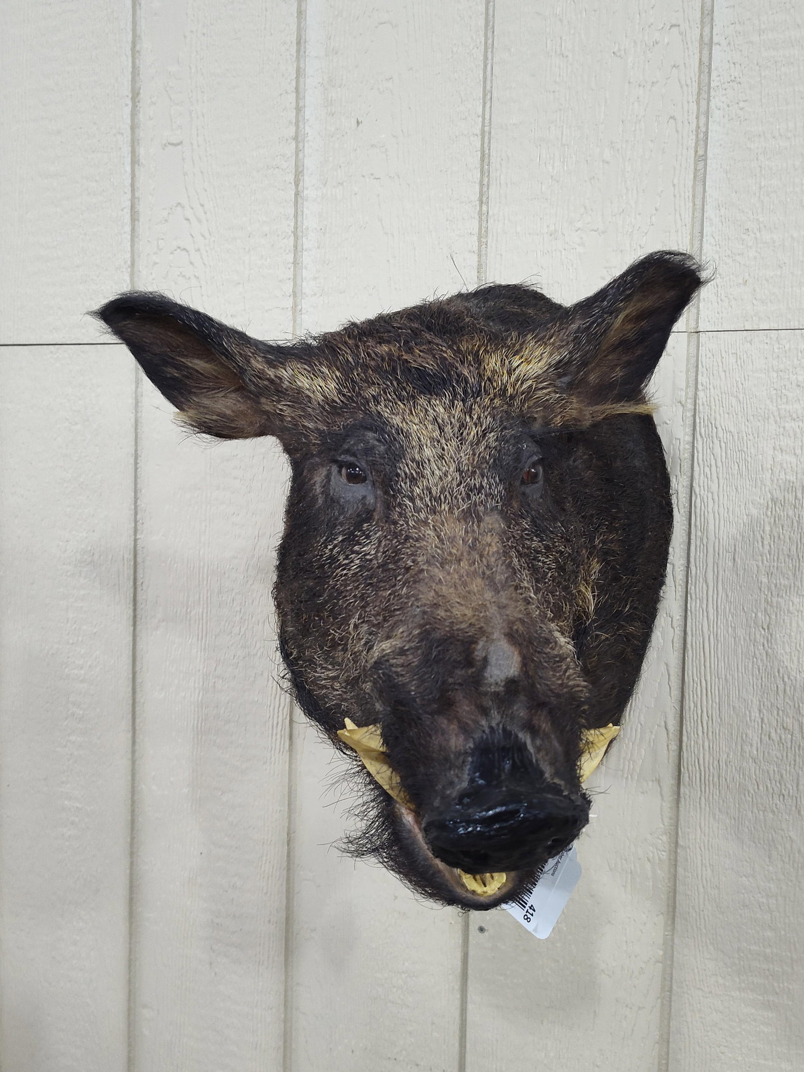 Taxidermy Wild Black Boar Shoulder Mount: In nice condition!!