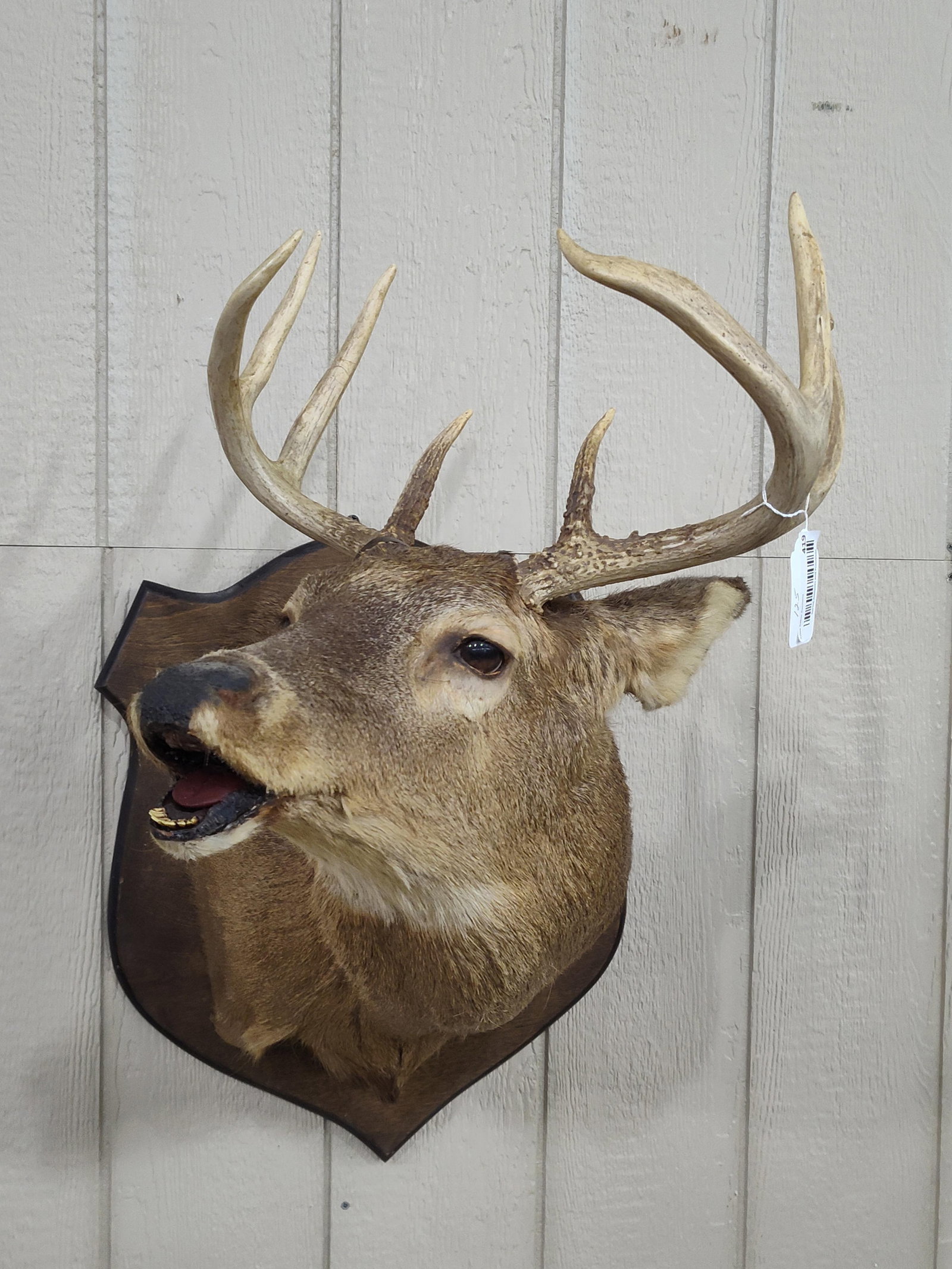 Whitetail 8pt Shoulder Mount (1 of 7)