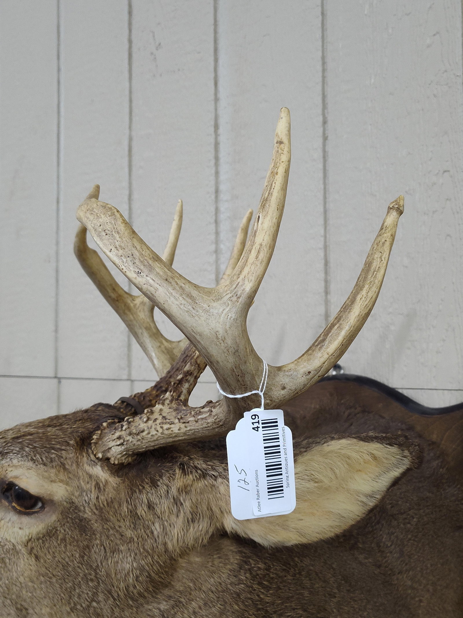 Whitetail 8pt Shoulder Mount - 2