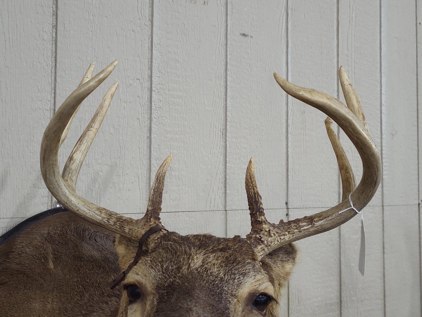 Whitetail 8pt Shoulder Mount - 3
