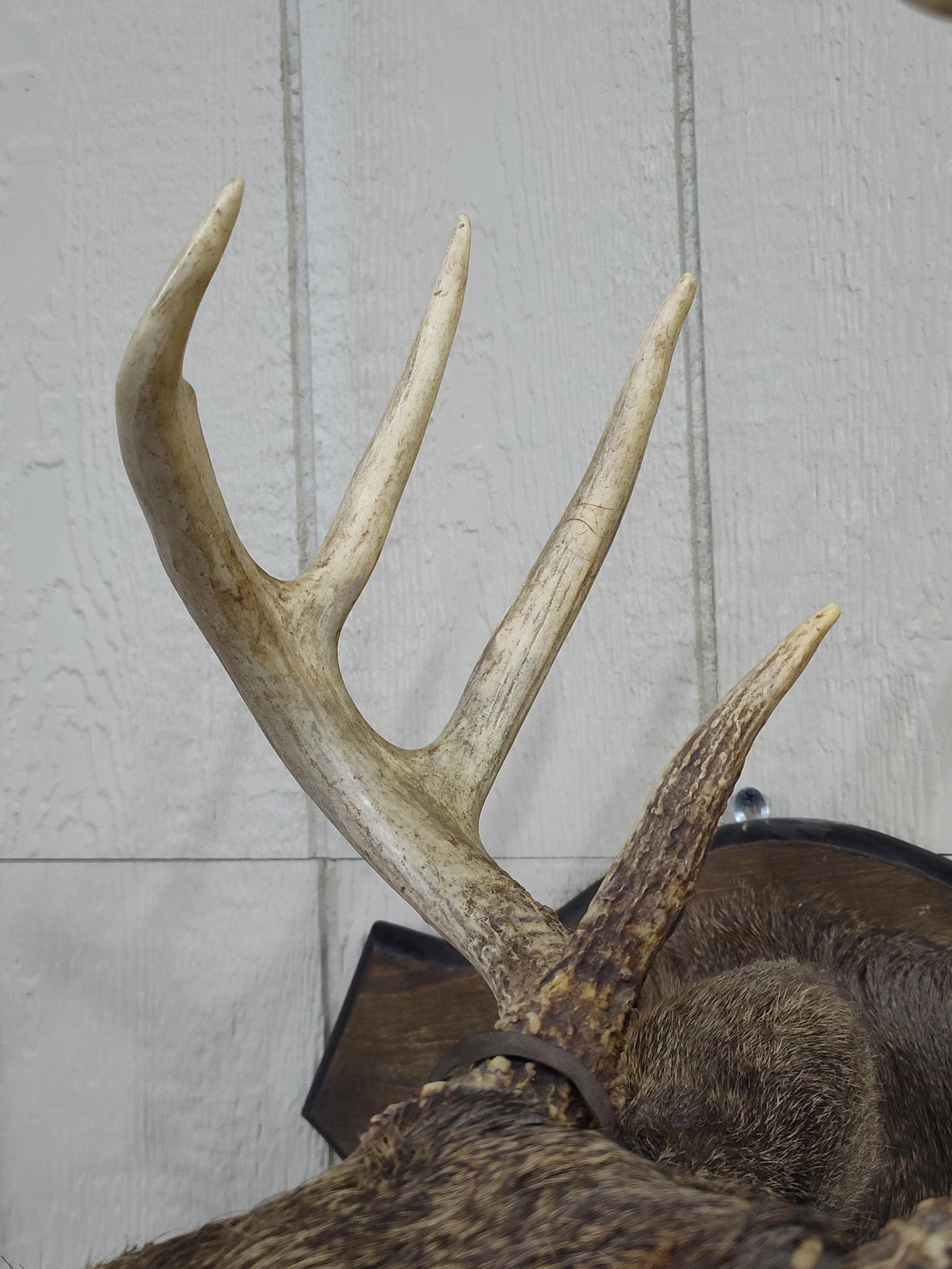 Whitetail 8pt Shoulder Mount - 4