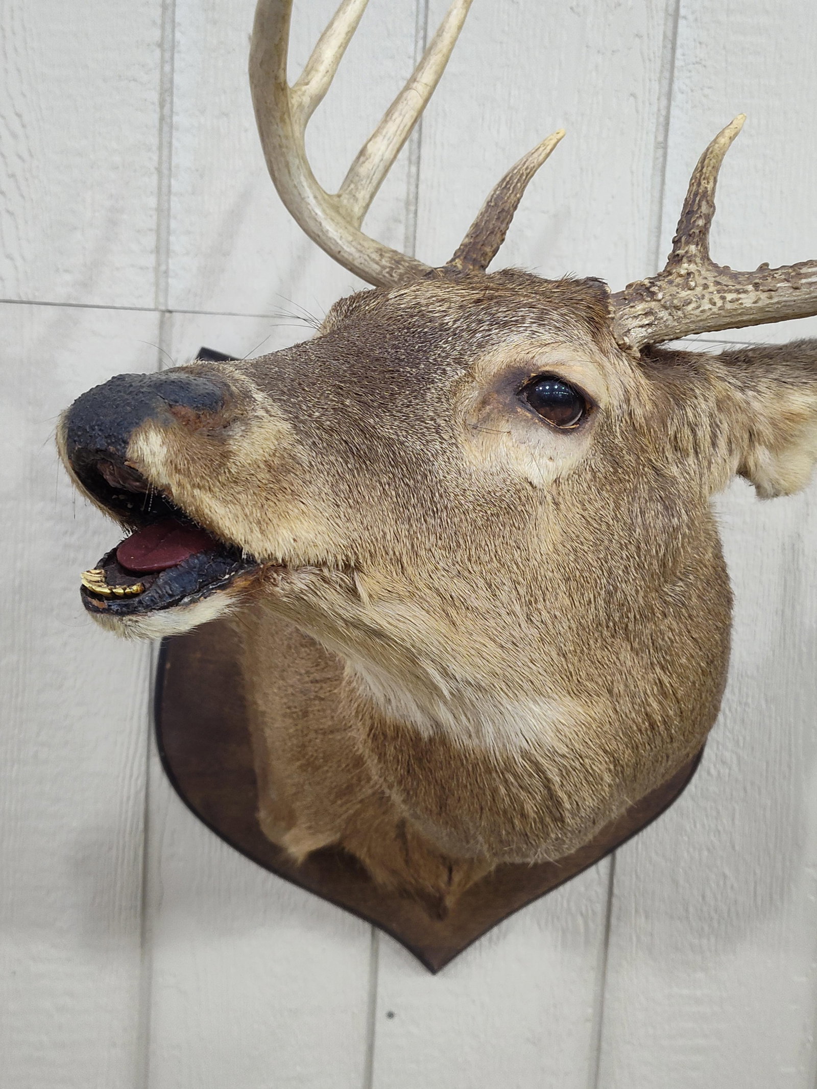 Whitetail 8pt Shoulder Mount - 5