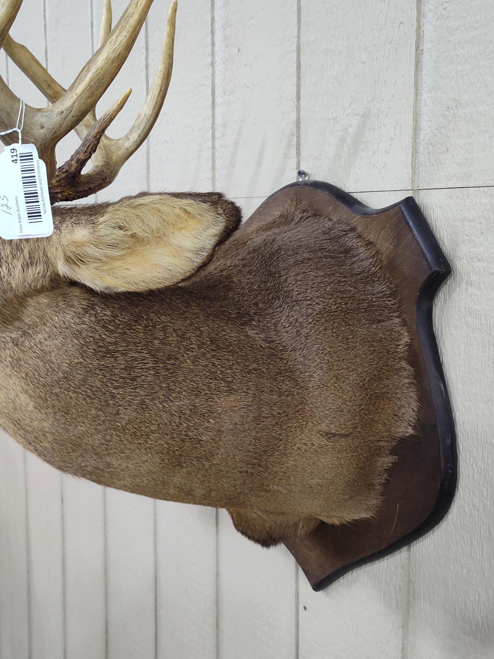 Whitetail 8pt Shoulder Mount - 6
