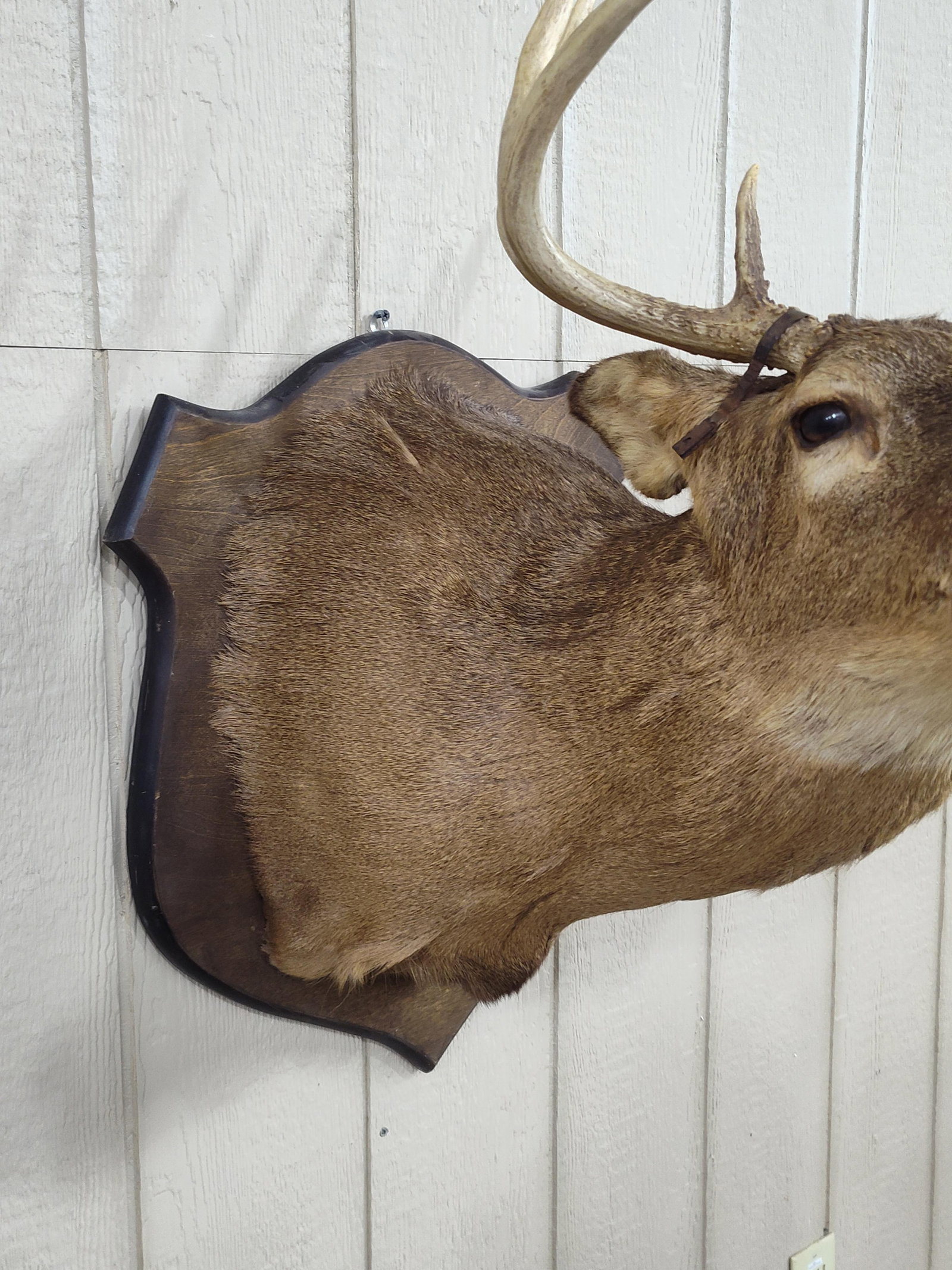 Whitetail 8pt Shoulder Mount - 7