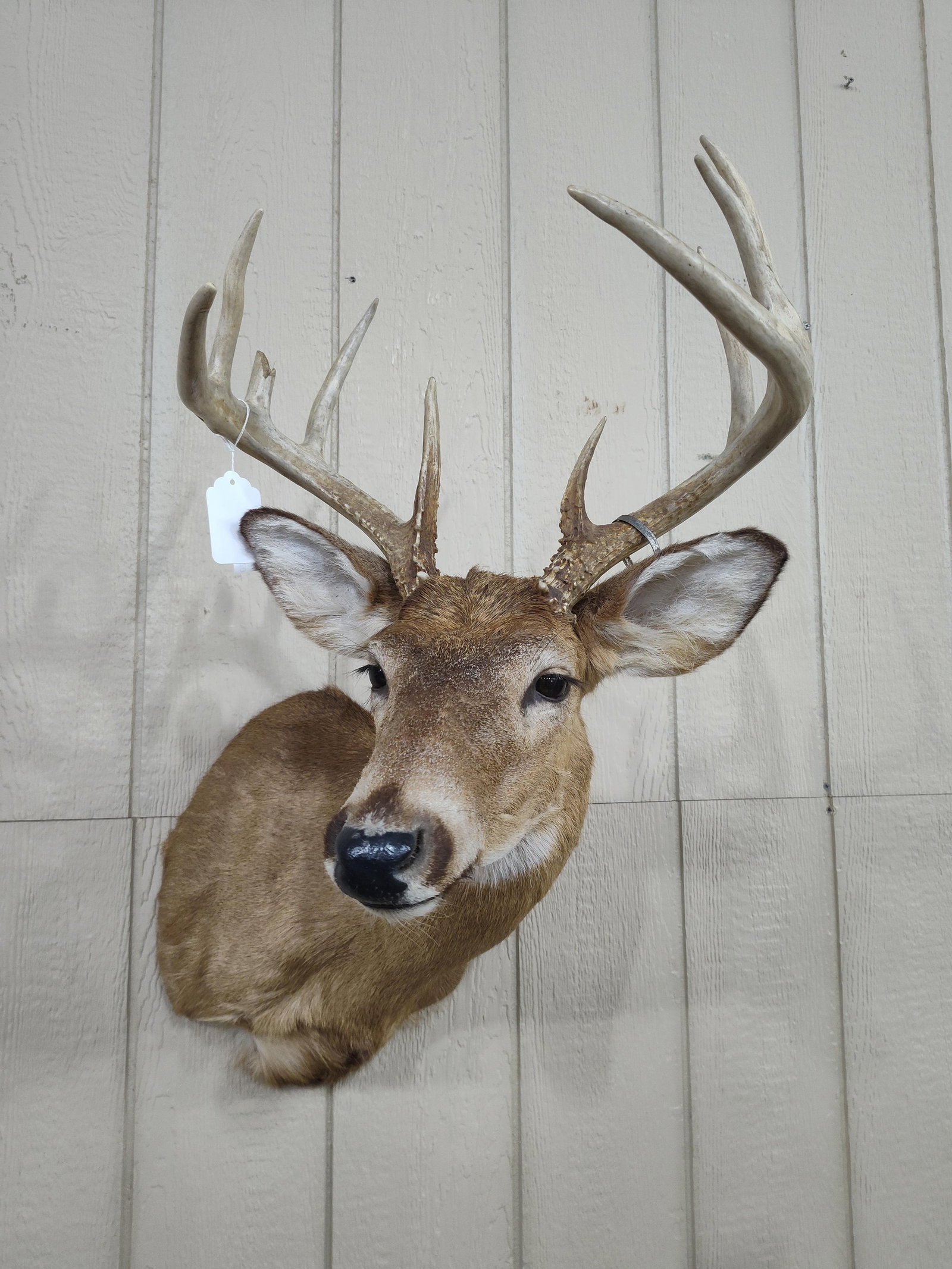 Whitetail 10pt Shoulder Mount (1 of 6)