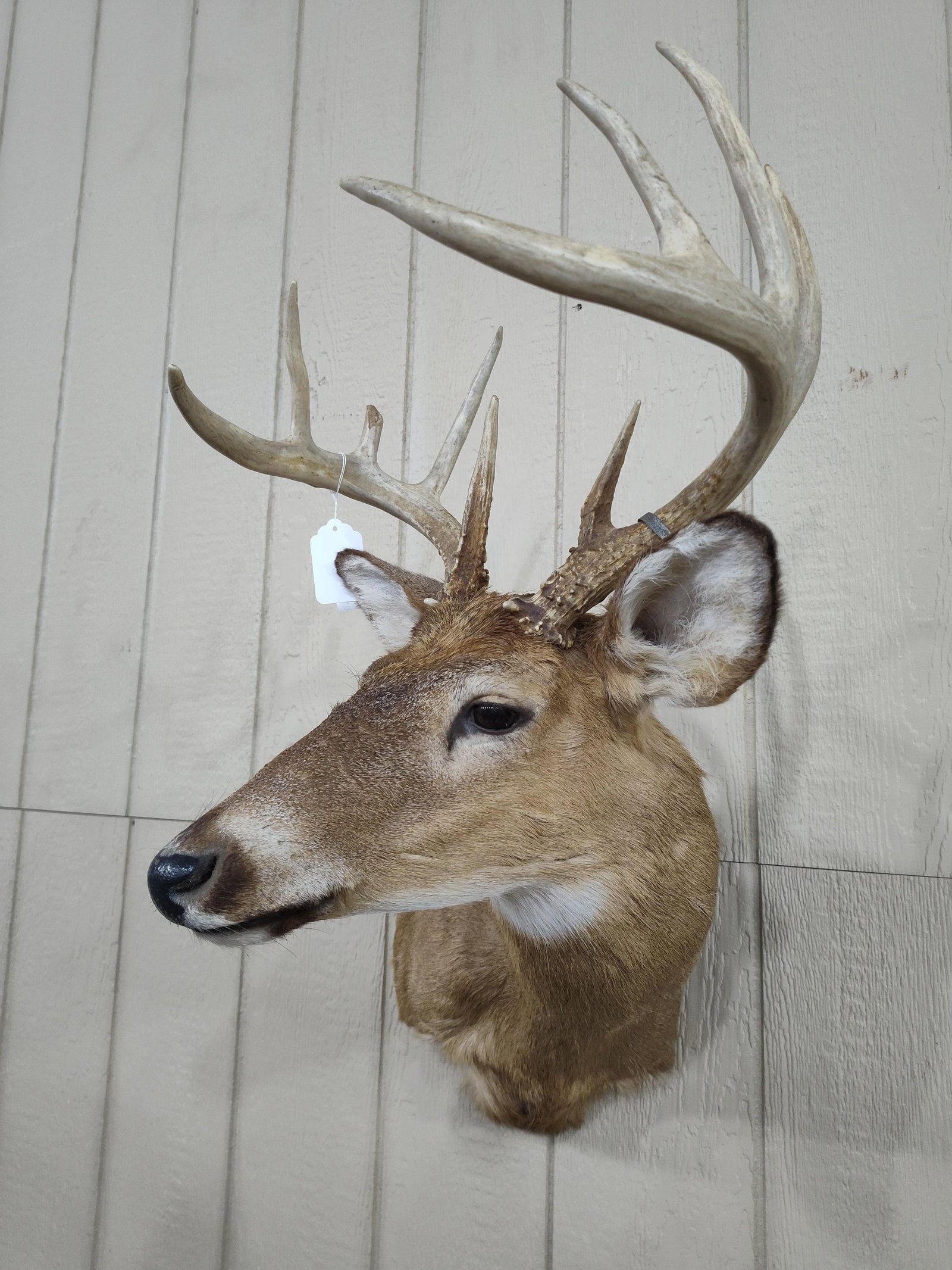 Whitetail 10pt Shoulder Mount - 2