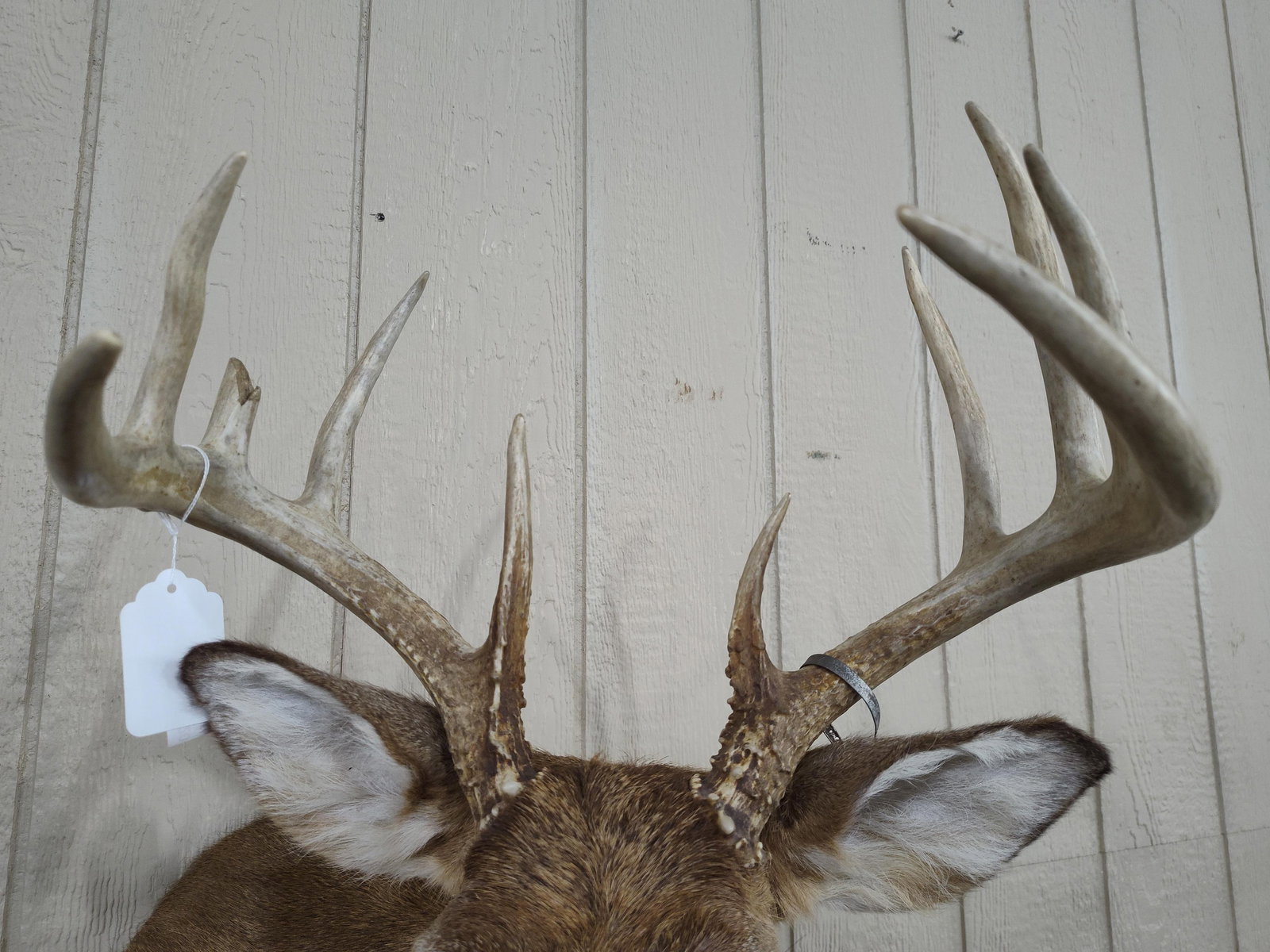 Whitetail 10pt Shoulder Mount - 3